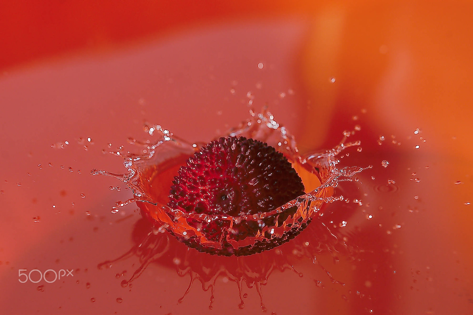 Nikon D60 sample photo. Splash - arbutus photography