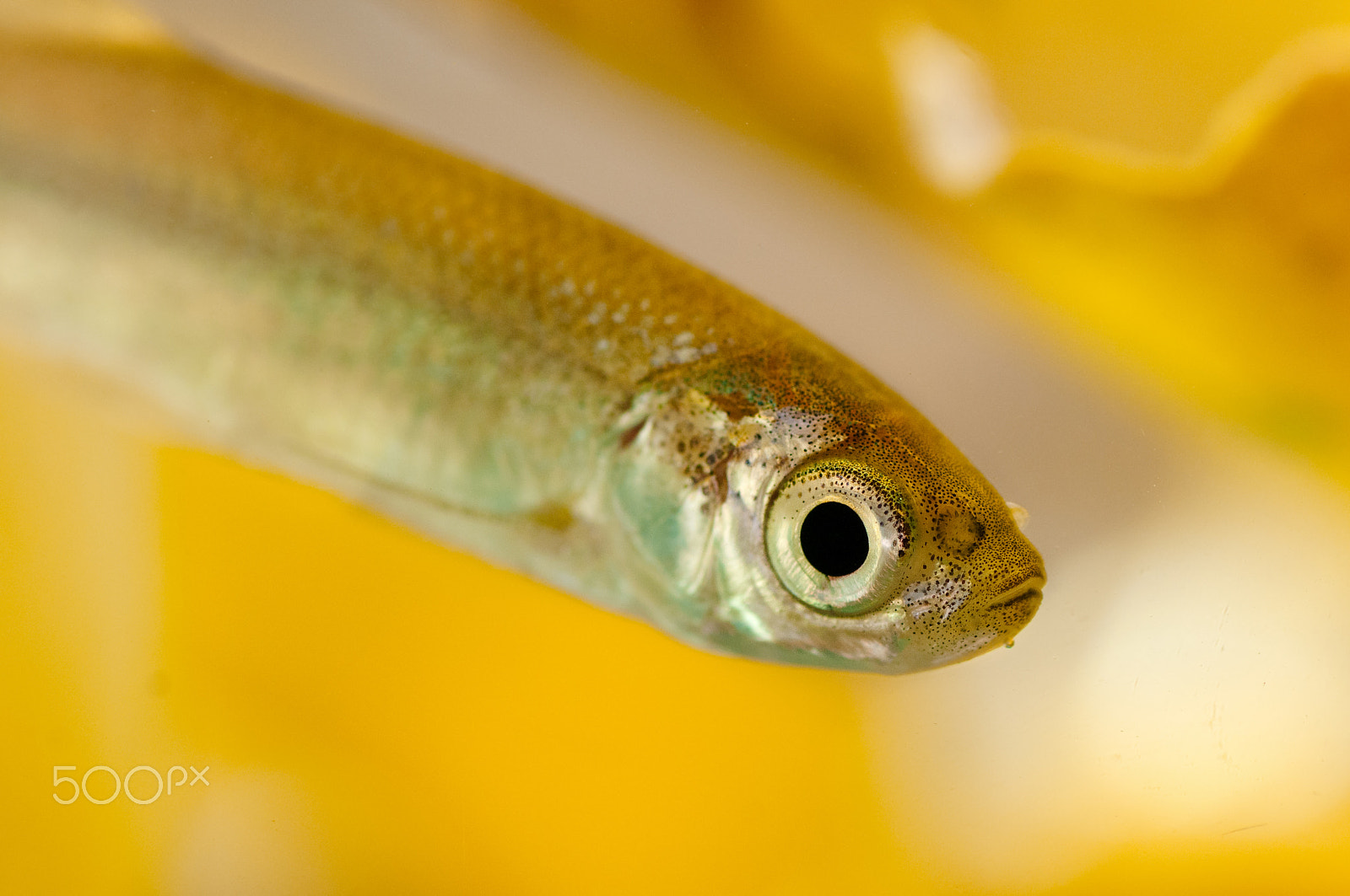 Nikon D300 sample photo. Alburnus alburnus portrait photography