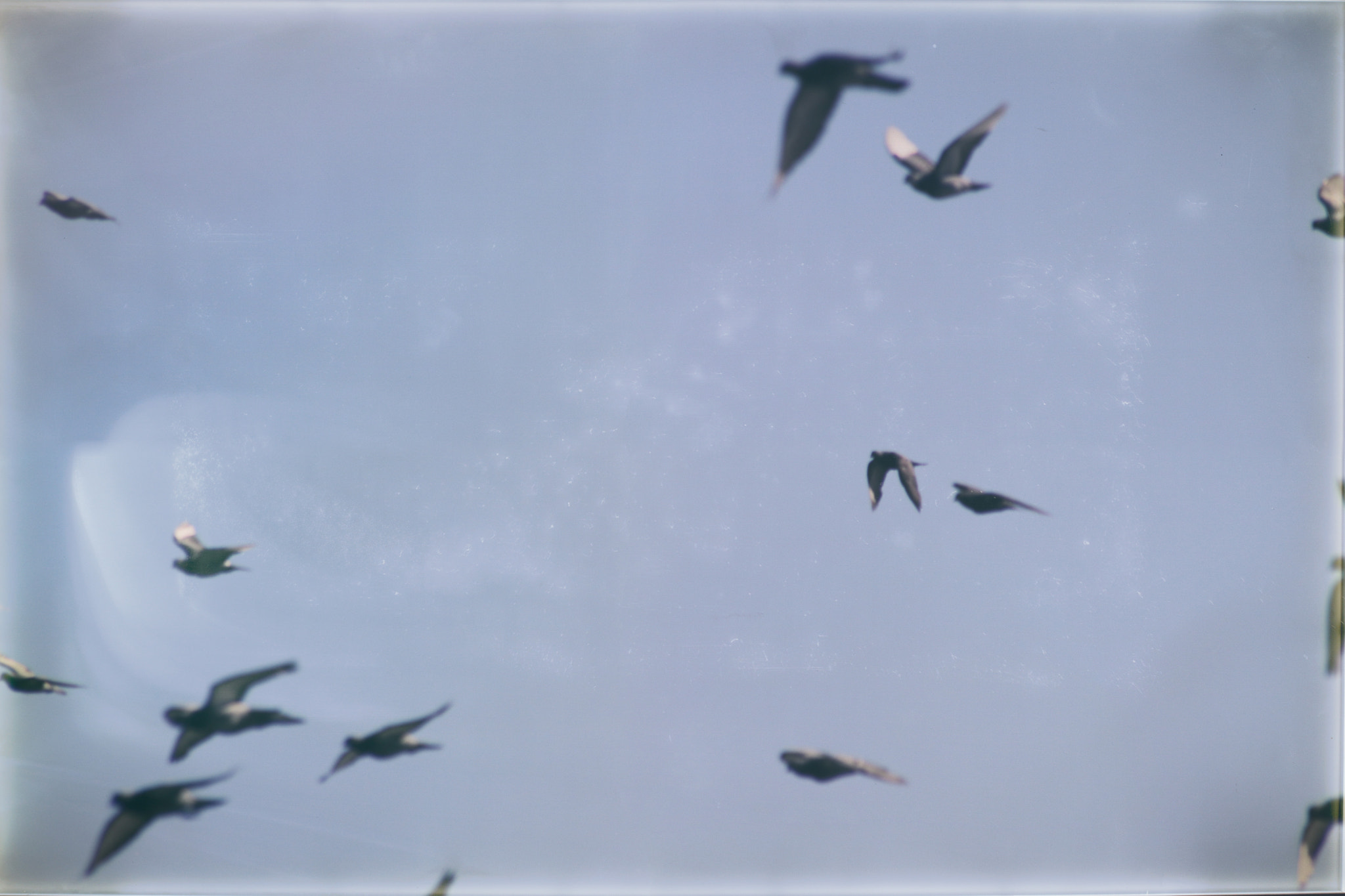Canon EOS 750D (EOS Rebel T6i / EOS Kiss X8i) sample photo. Pigeon photography