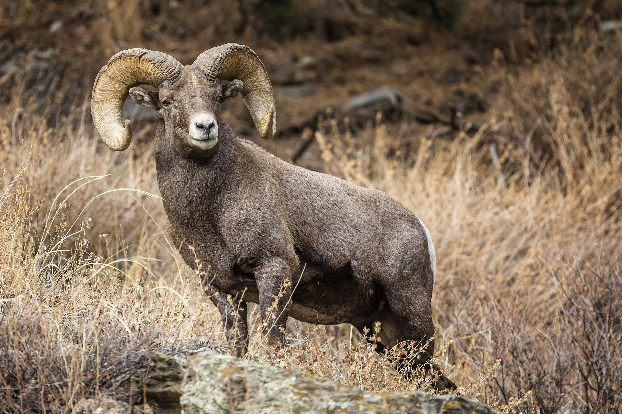 Canon EOS 5D Mark IV sample photo. The annular rings of the top ram photography