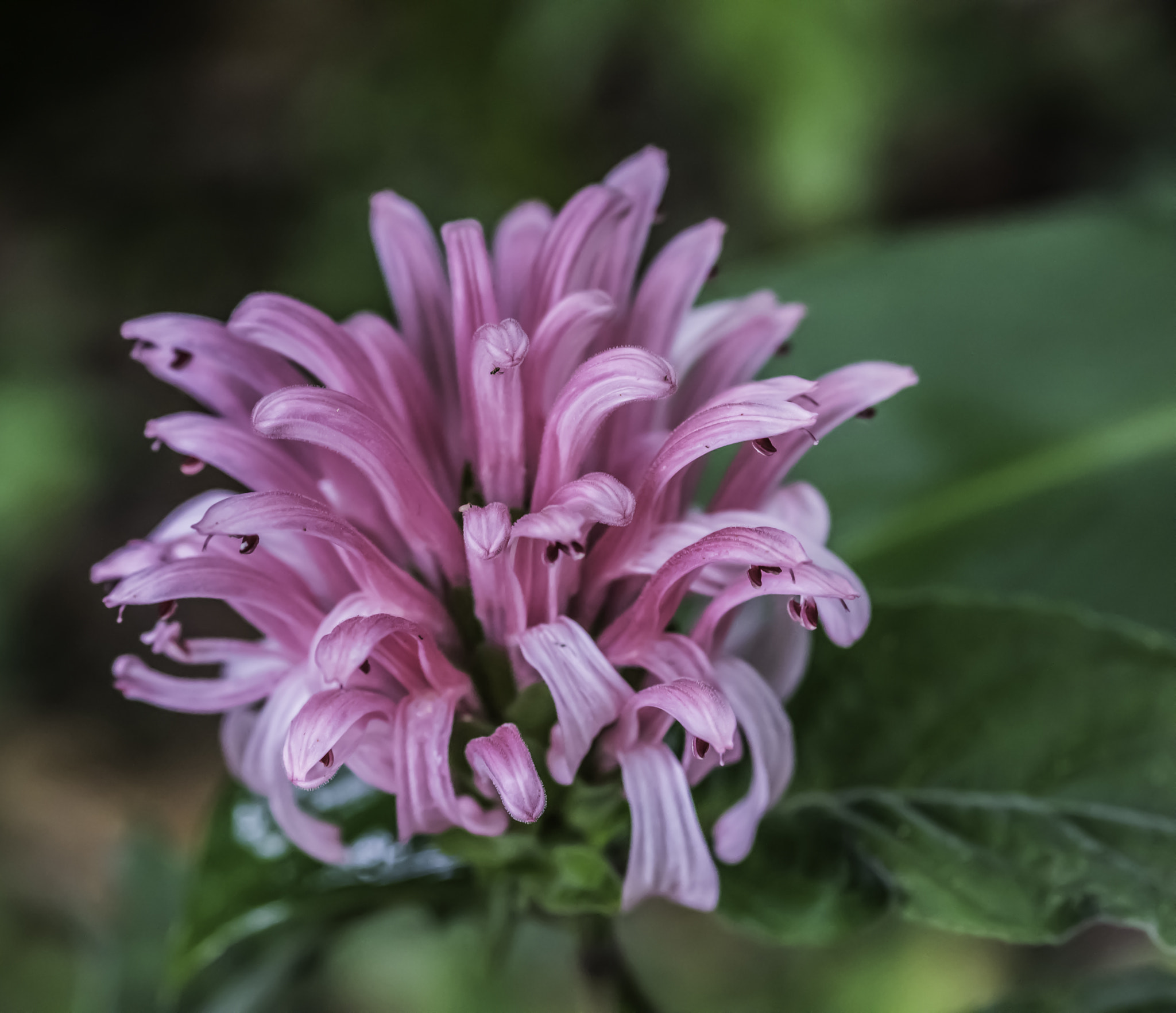 Nikon D810 + Sigma 105mm F2.8 EX DG Macro sample photo. Pink flower photography