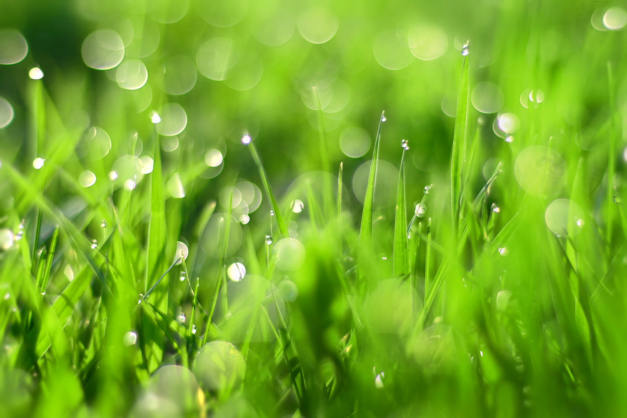 Canon EOS 650D (EOS Rebel T4i / EOS Kiss X6i) sample photo. Grass photography