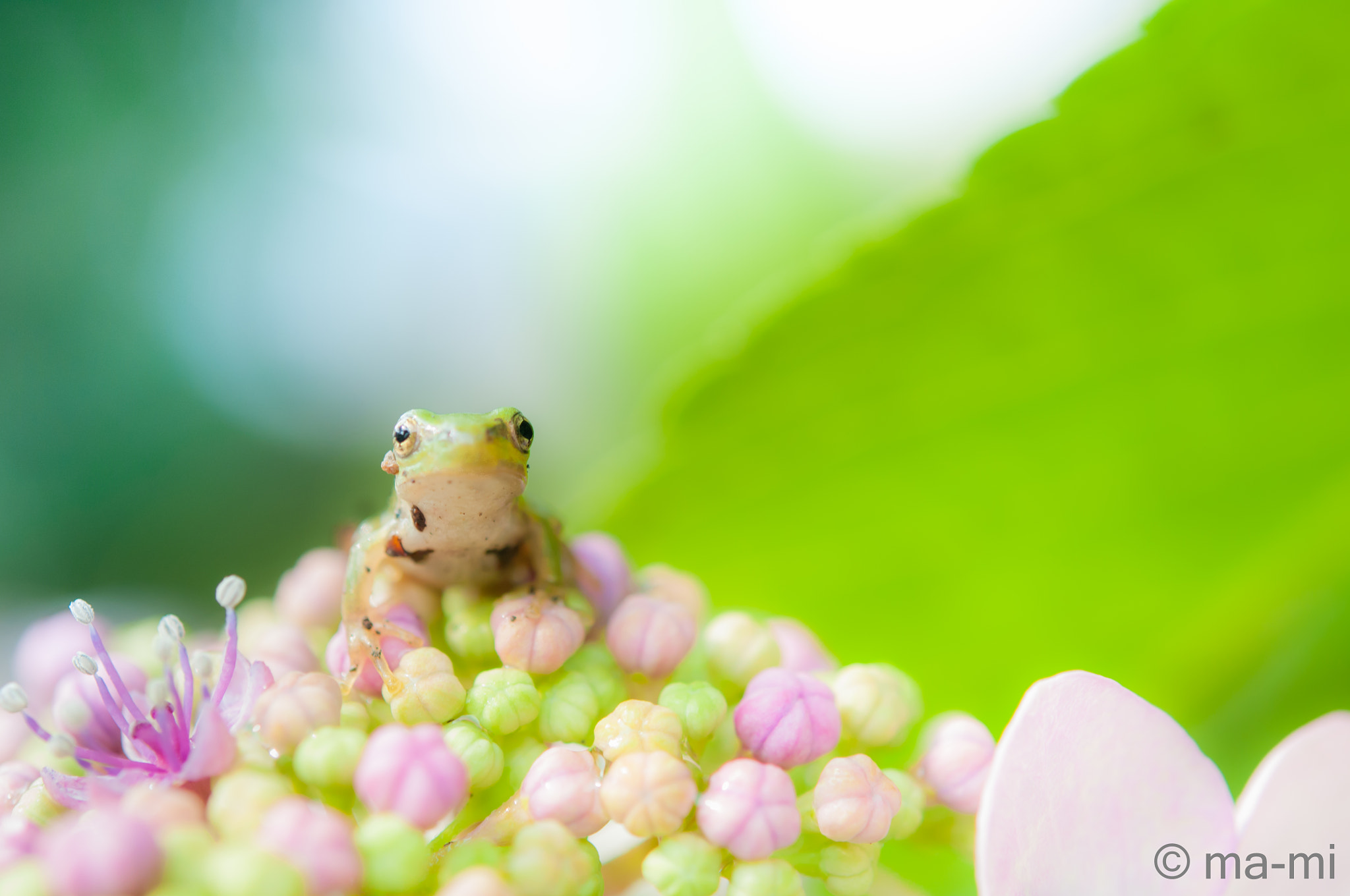 Nikon AF-S Micro-Nikkor 60mm F2.8G ED sample photo. Hydrangea + tree frog photography