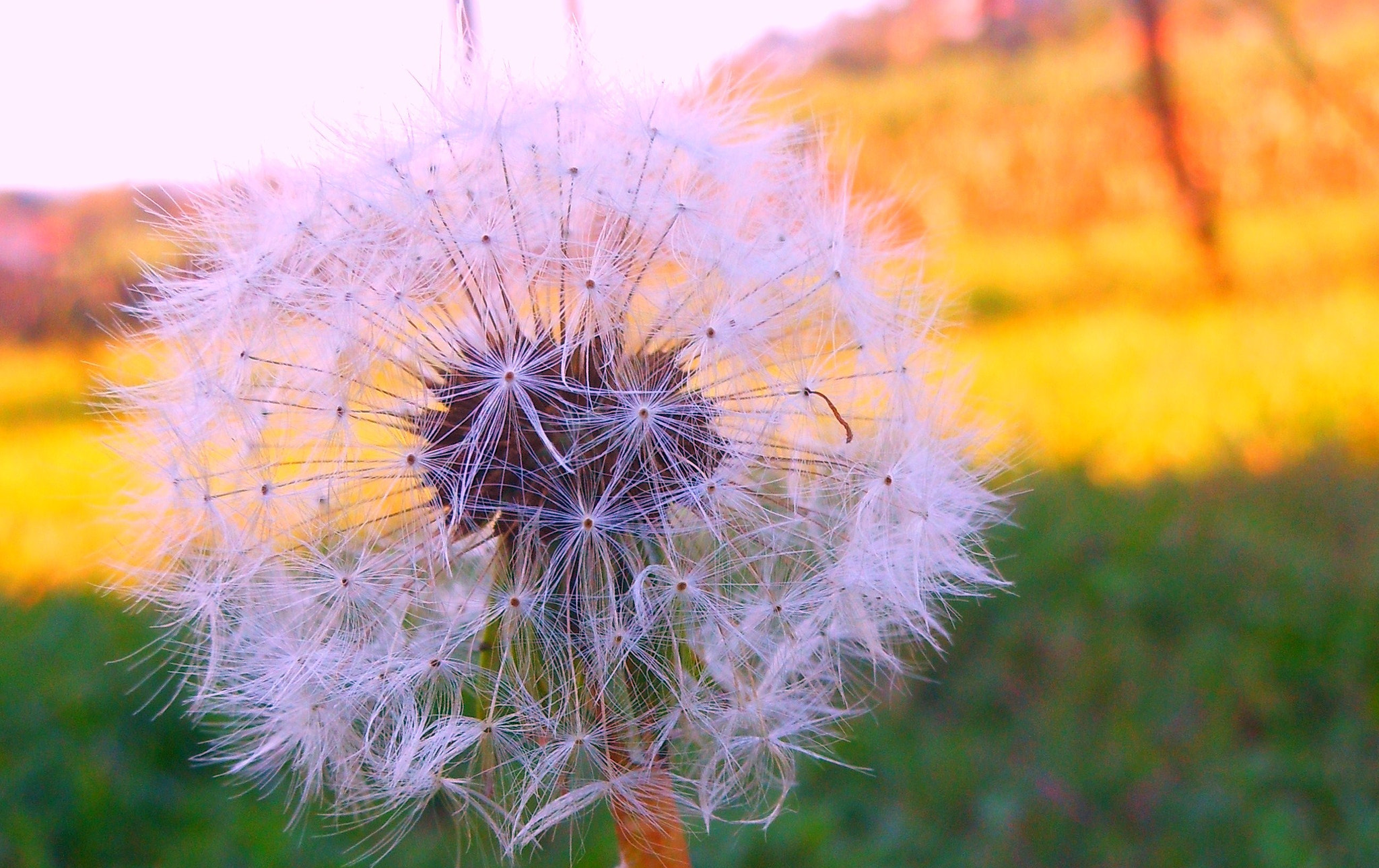 Nikon COOLPIX S6150 sample photo. Taraxacum sp. photography