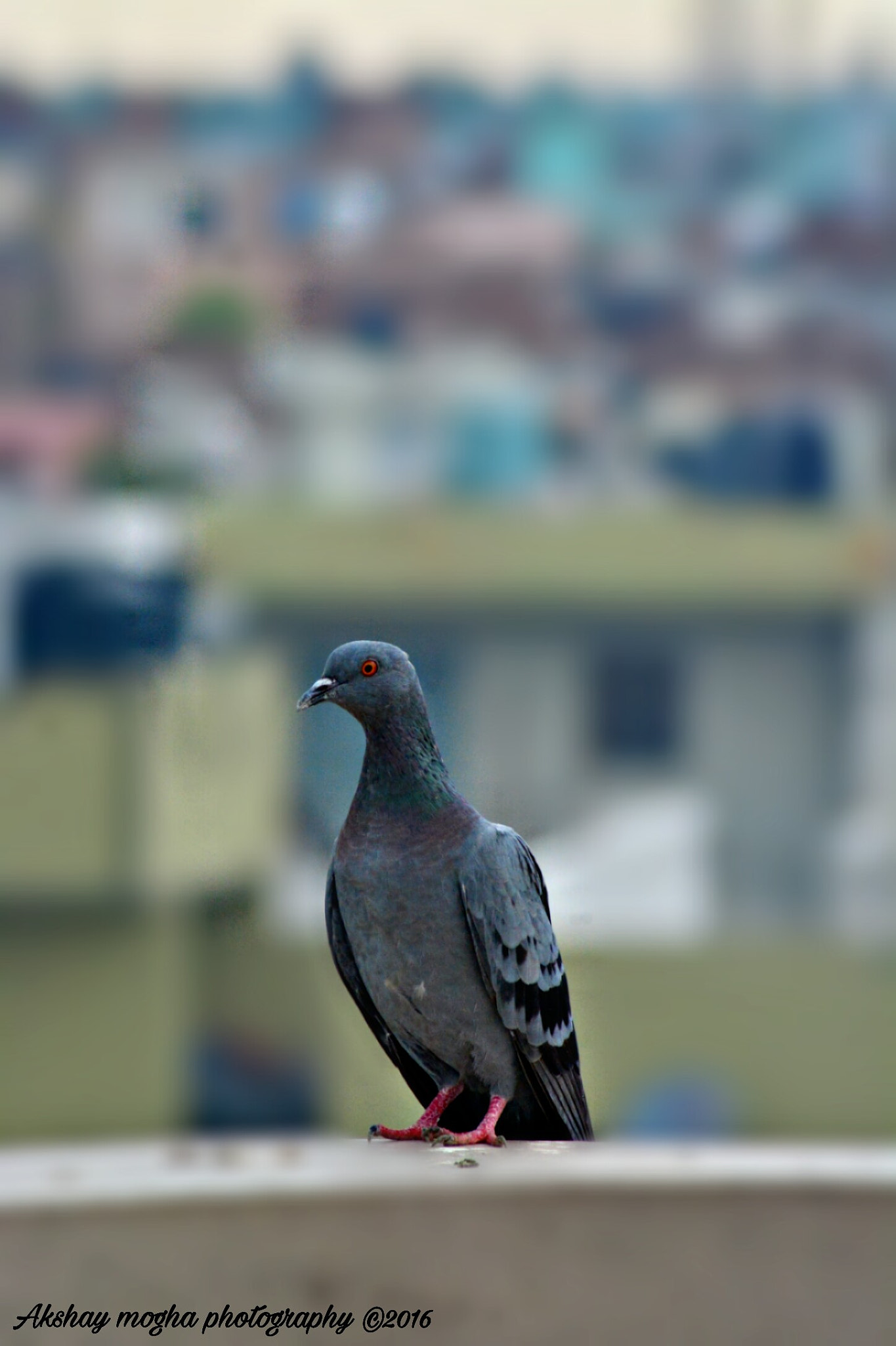 Nikon AF Nikkor 70-300mm F4-5.6G sample photo