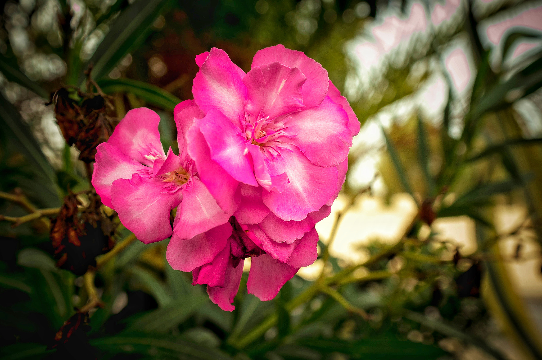 Samsung NX 18-55mm F3.5-5.6 OIS sample photo