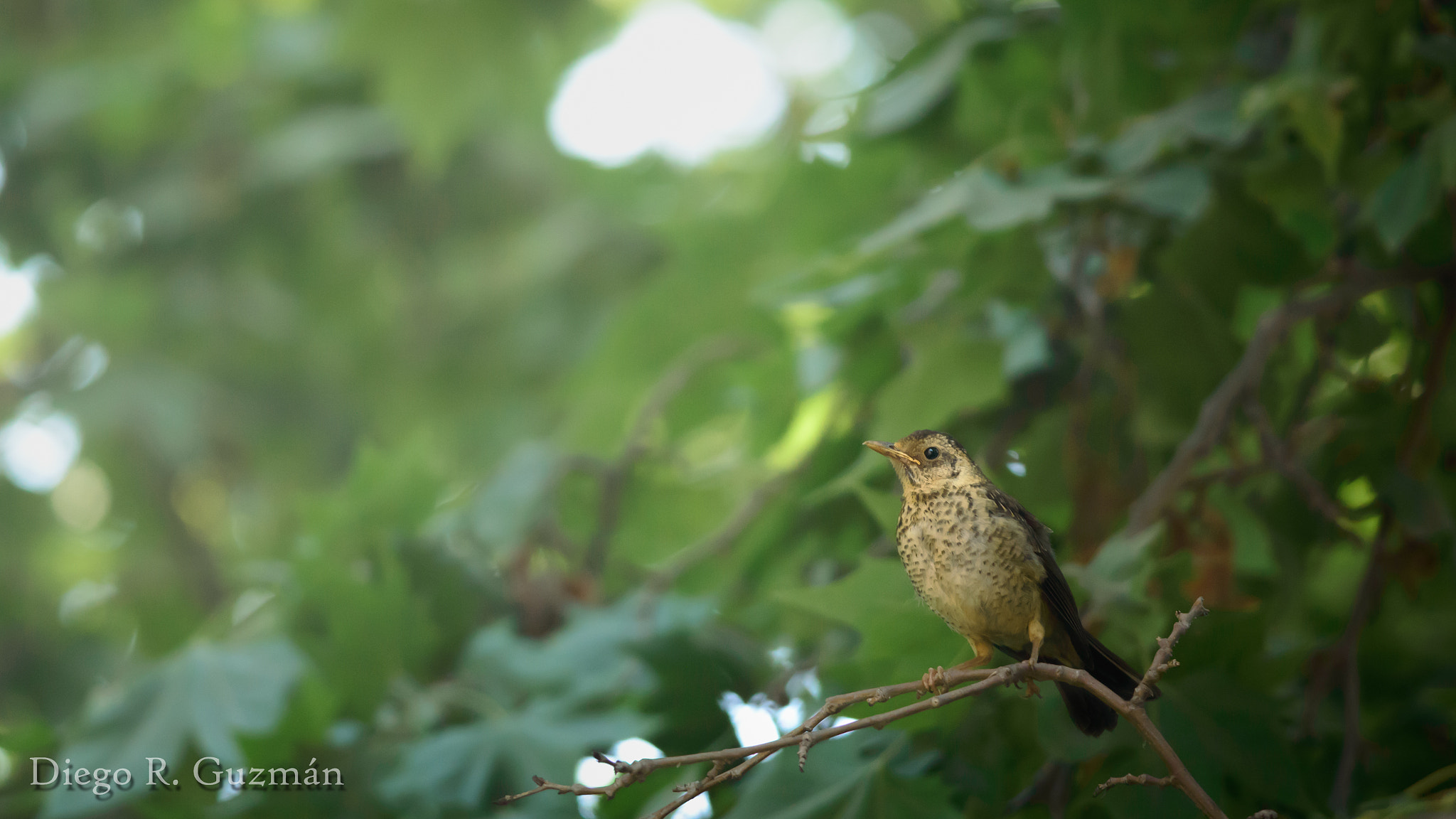 Nikon D3200 + Nikon AF-S Nikkor 300mm F4D ED-IF sample photo. Zorzal: waiting and watching photography