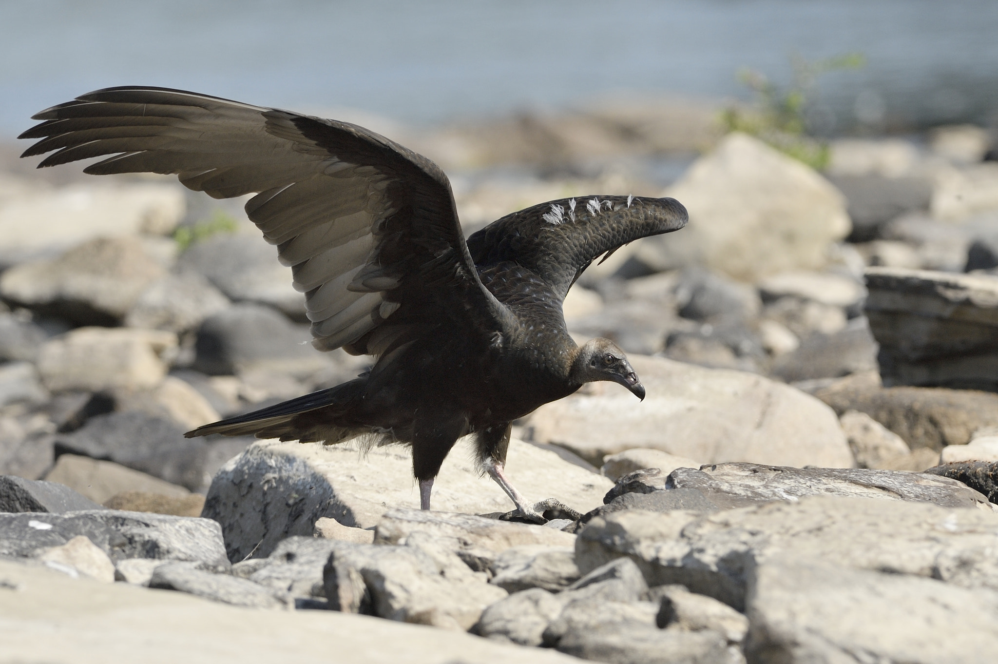 Nikon D3 sample photo. Black vulture photography