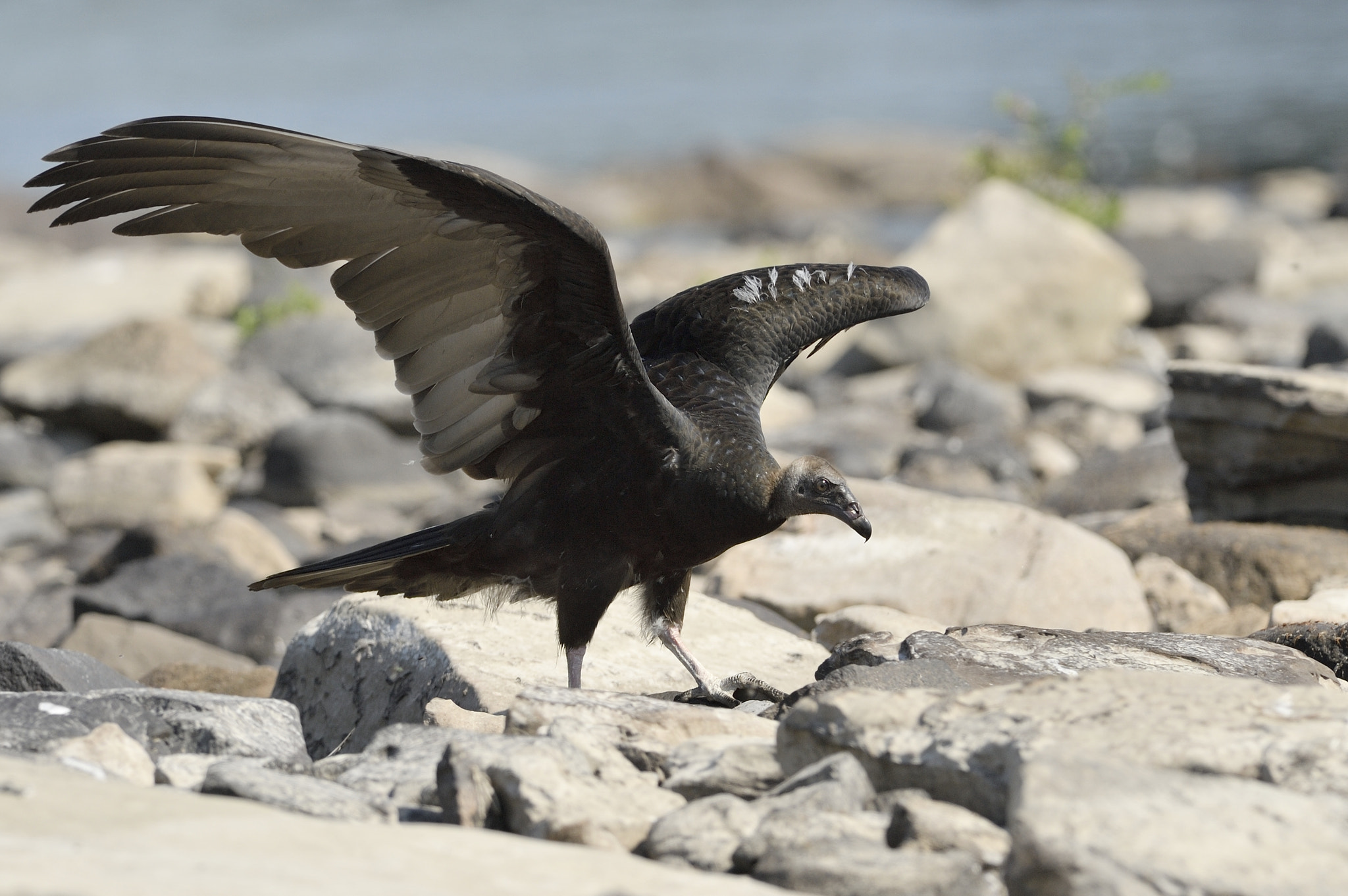 Nikon AF-S Nikkor 300mm F2.8G ED-IF VR sample photo. Black vulture photography