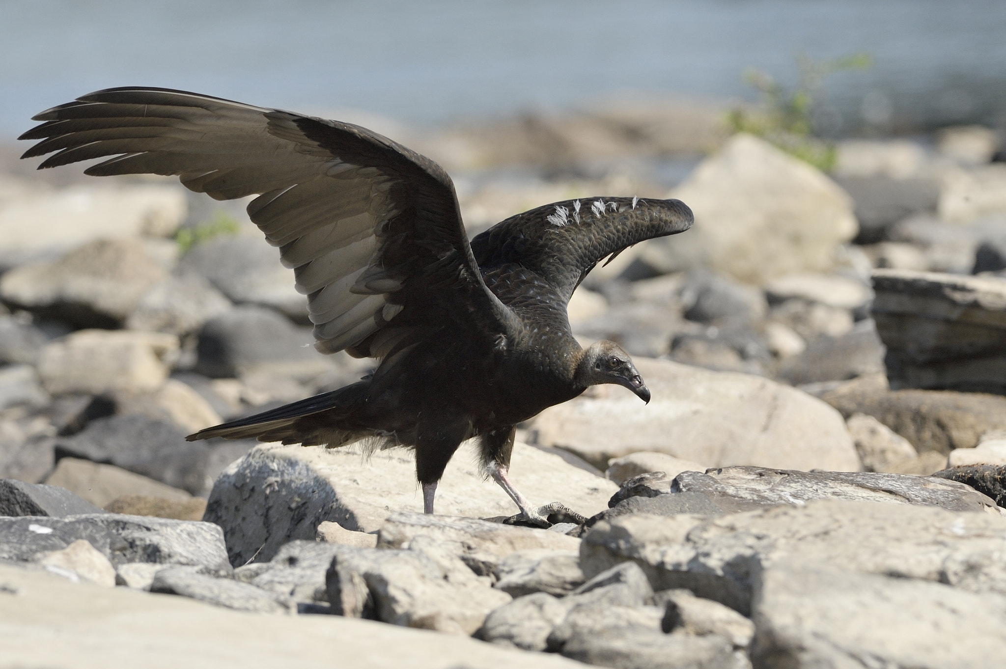 Nikon D3 + Nikon AF-S Nikkor 300mm F2.8G ED-IF VR sample photo. Black vulture photography