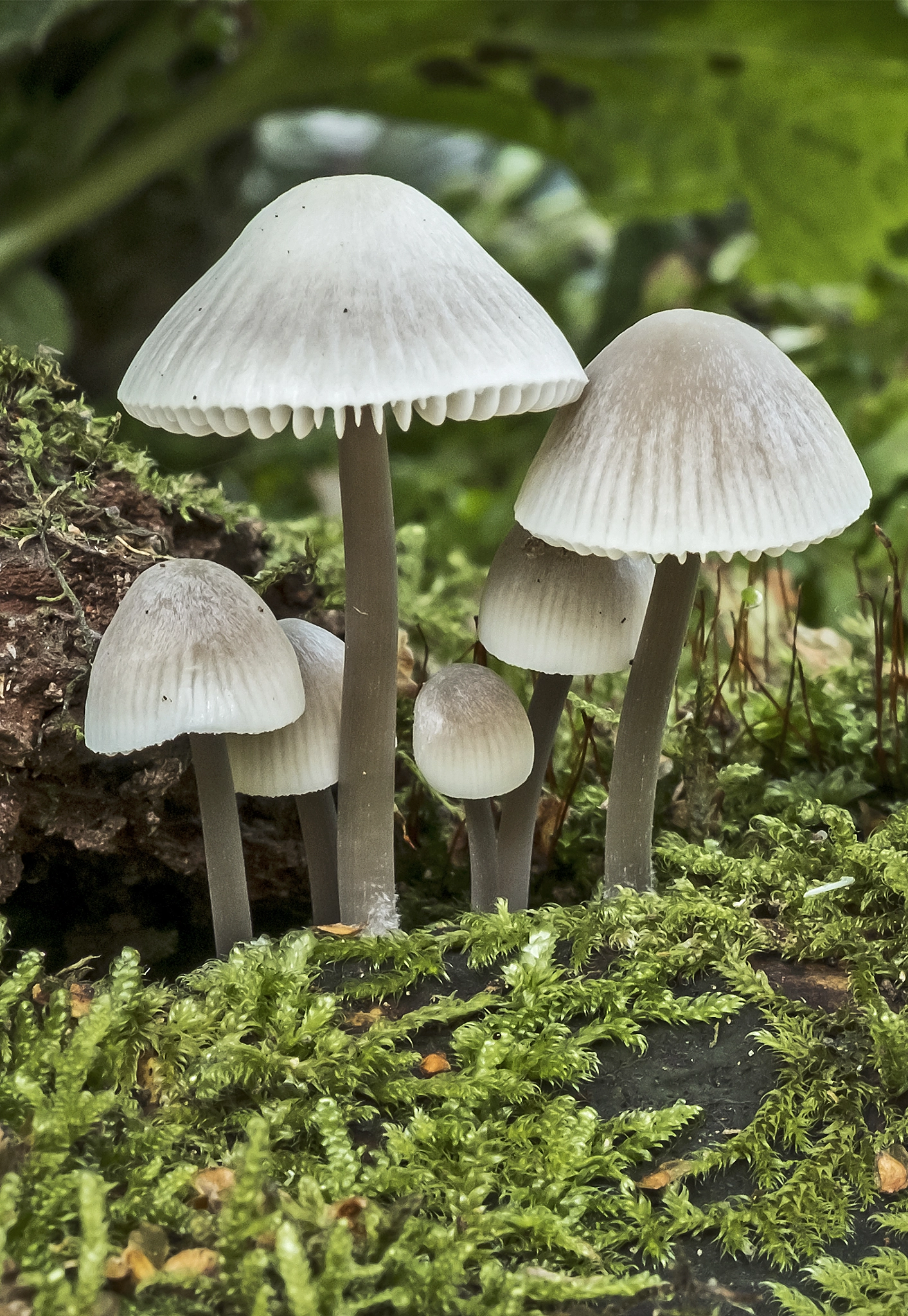 Fujifilm X-T2 + Fujifilm XF 60mm F2.4 R Macro sample photo. Fungi photography