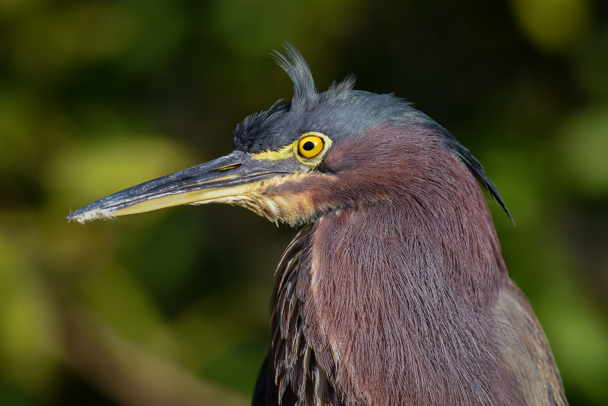 Nikon AF-S Nikkor 300mm F2.8G ED-IF VR sample photo. Spike photography
