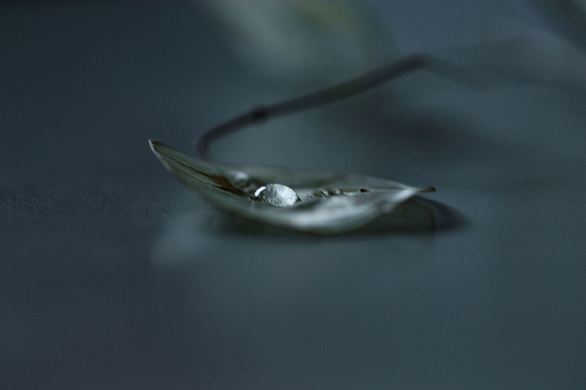 Canon EF 100mm F2.8L Macro IS USM sample photo. Img photography