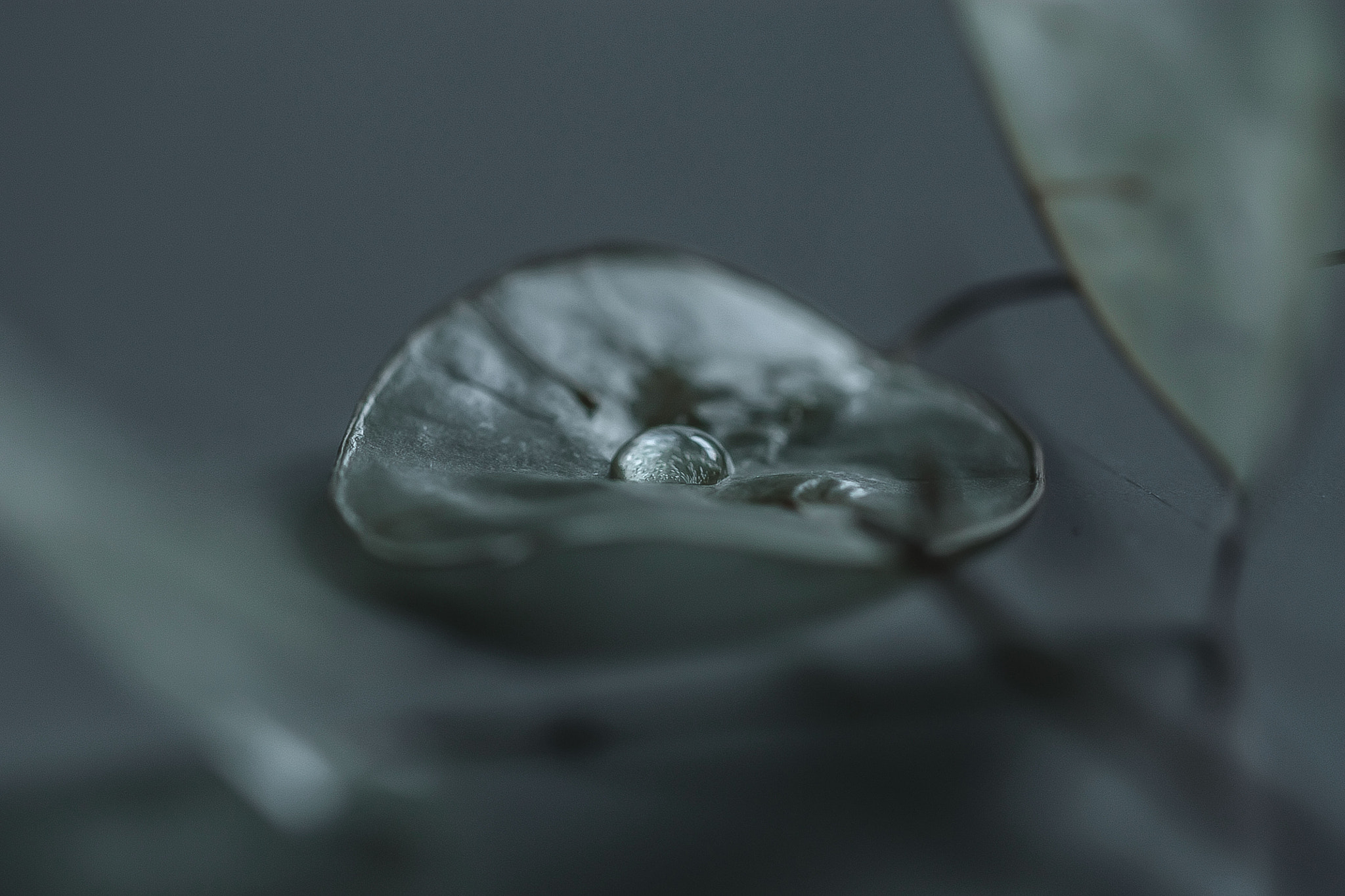 Canon EF 100mm F2.8L Macro IS USM sample photo. Img photography