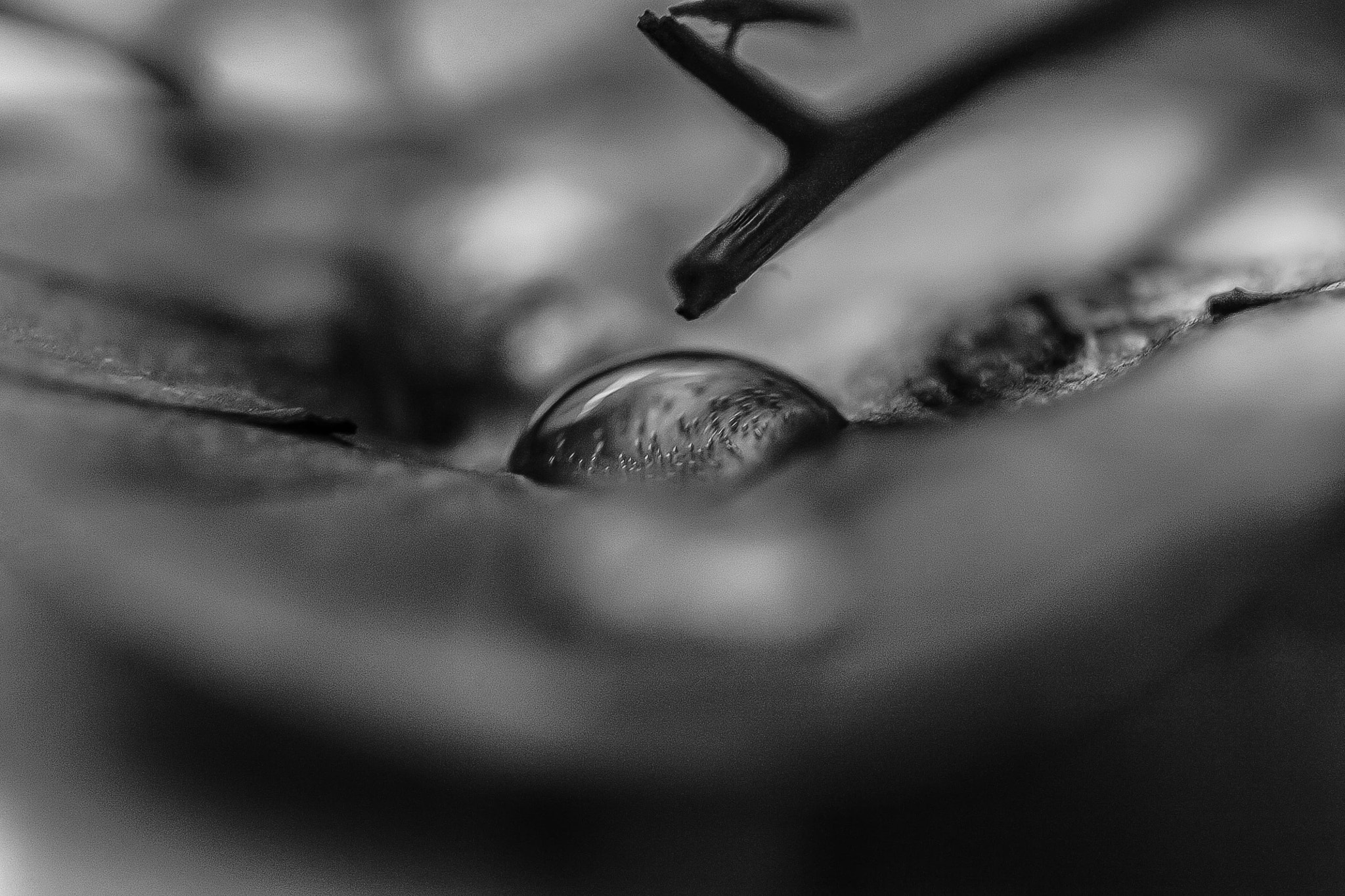 Canon EF 100mm F2.8L Macro IS USM sample photo. Jpgbw photography