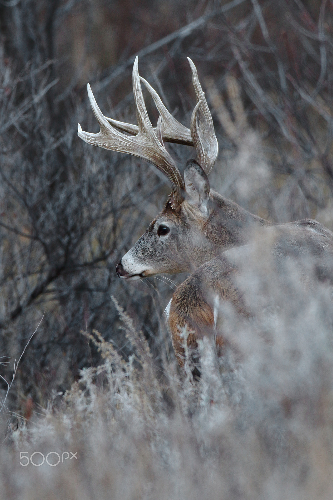 Canon EOS 7D + Canon EF 600mm f/4L IS sample photo. Whitetail deer photography