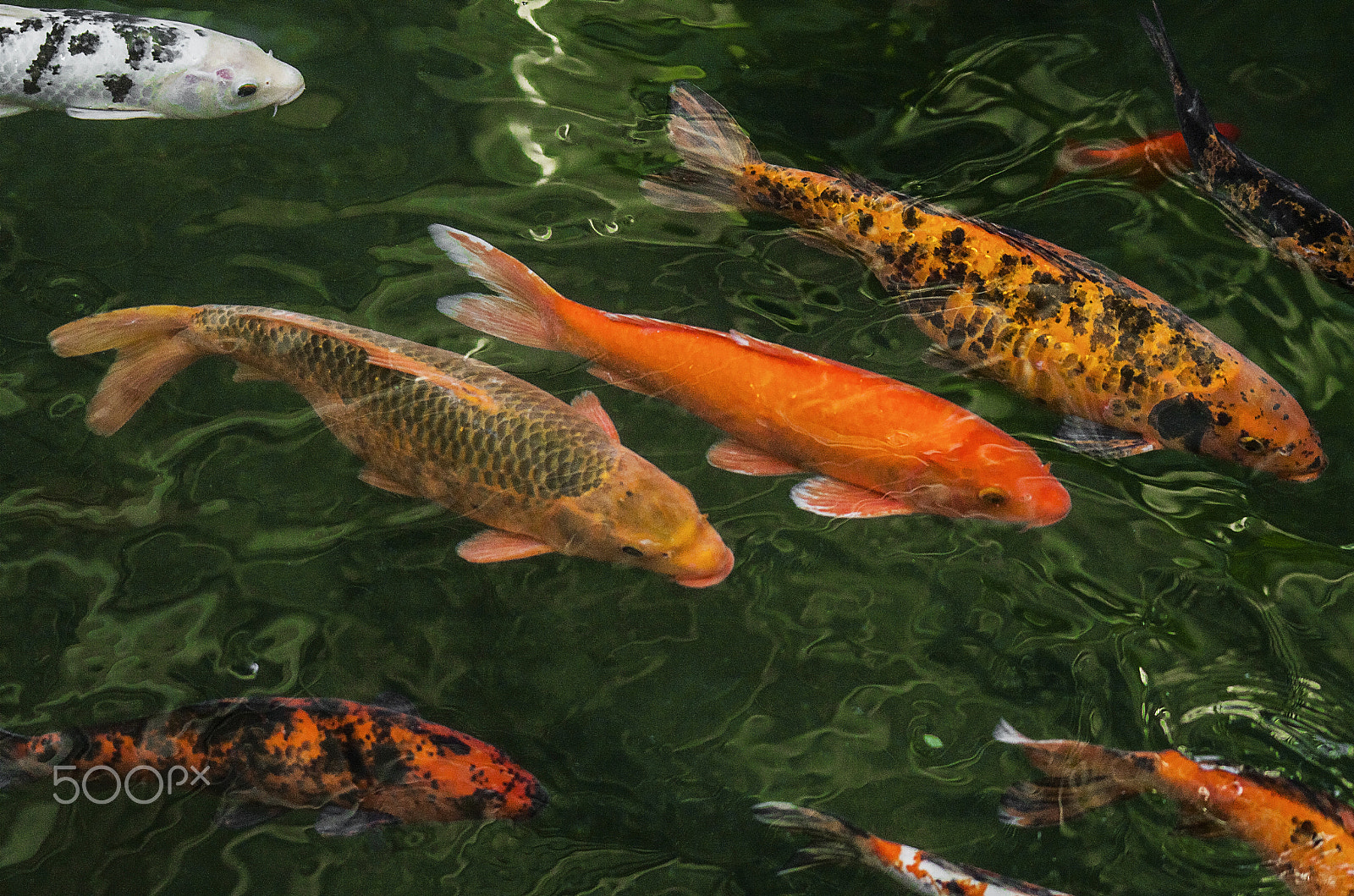 Pentax K-30 sample photo. Koi carp in green water photography