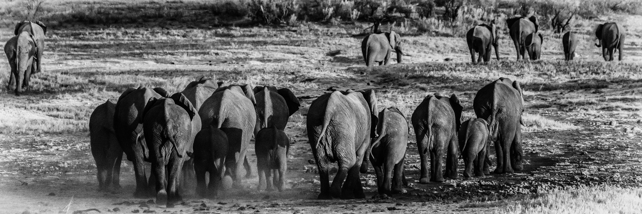 Sony FE 70-300mm F4.5-5.6 G OSS sample photo. Elephants on the march photography