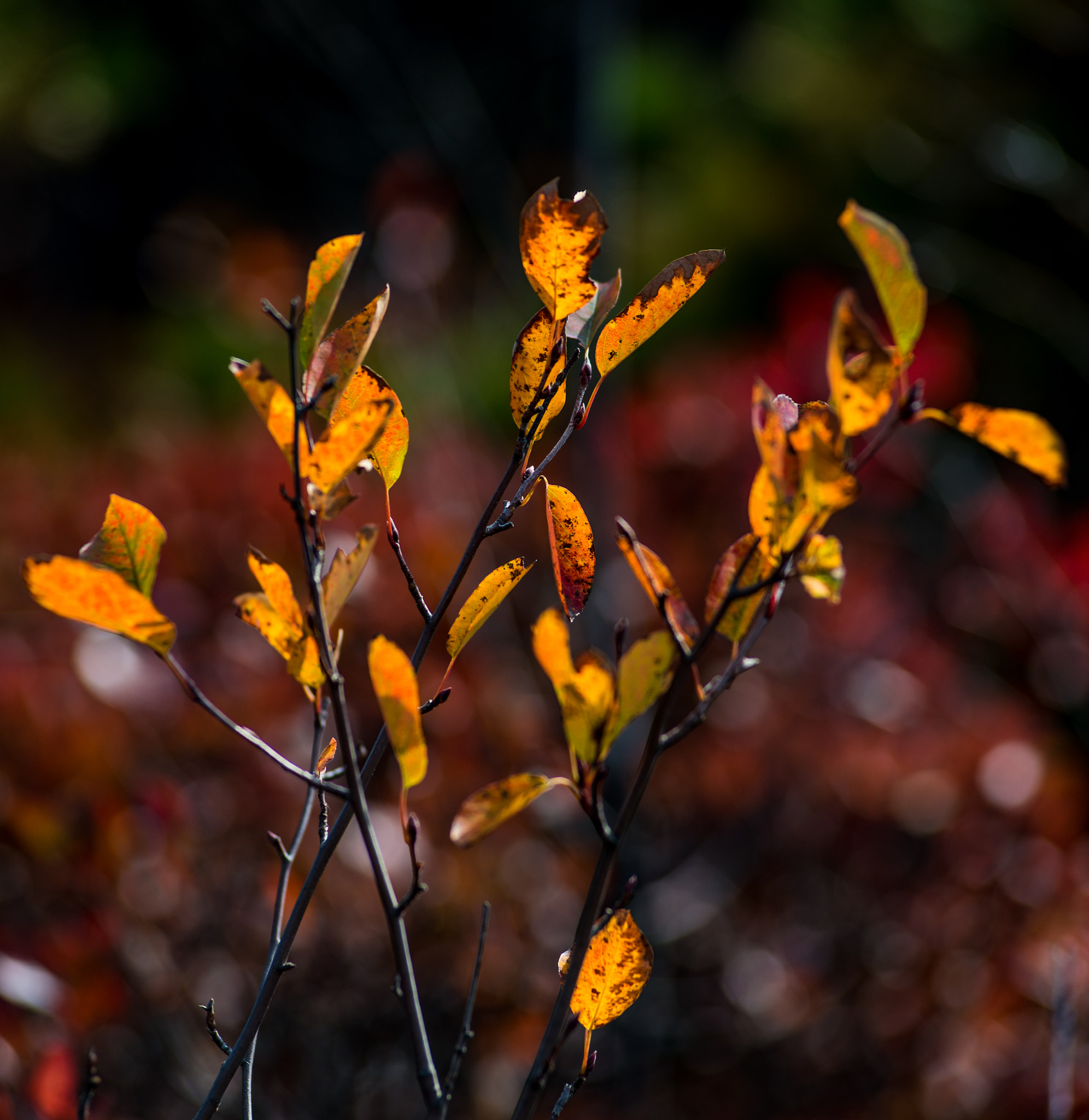 Nikon AF-Nikkor 80-200mm F2.8D ED sample photo. Fall colors, sam's point preserve, new york photography