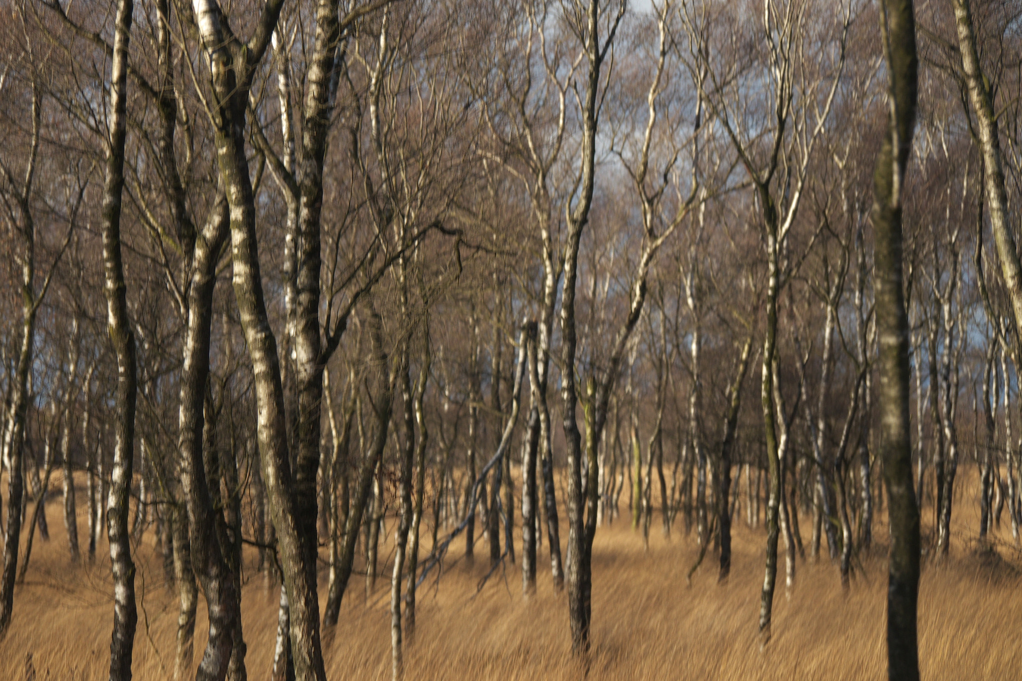 Panasonic Lumix DMC-GH2 sample photo. Birch trees. photography