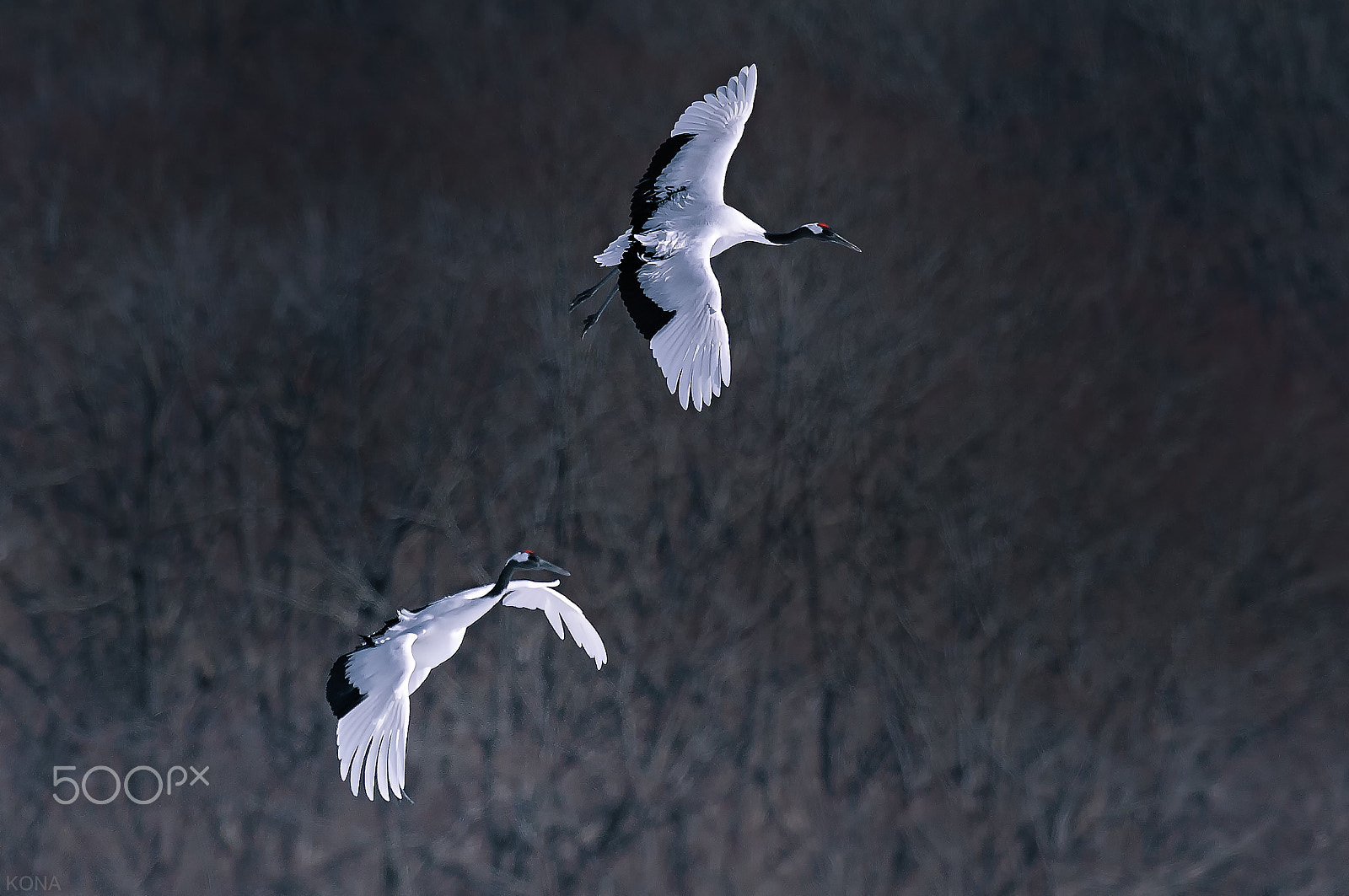 Nikon AF-S Nikkor 400mm F2.8G ED VR II sample photo. 31184775105.  tantyou photography