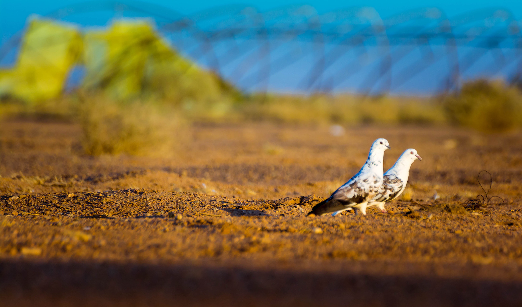 Nikon D7100 + Sigma 70-300mm F4-5.6 DG OS sample photo. Dsc photography