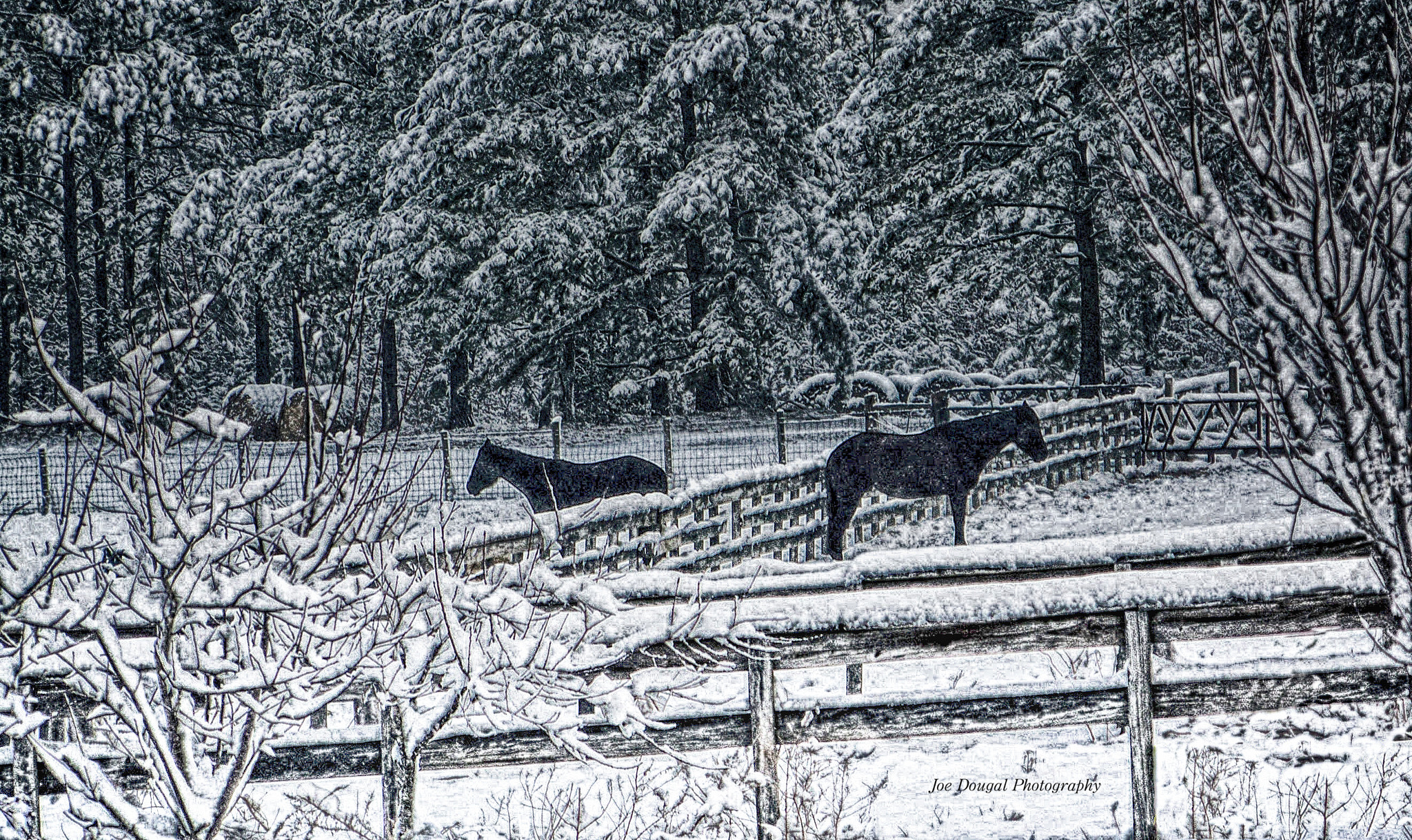 Kodak Z712 IS ZOOM DIGITAL CAMERA sample photo. Horses in snow photography