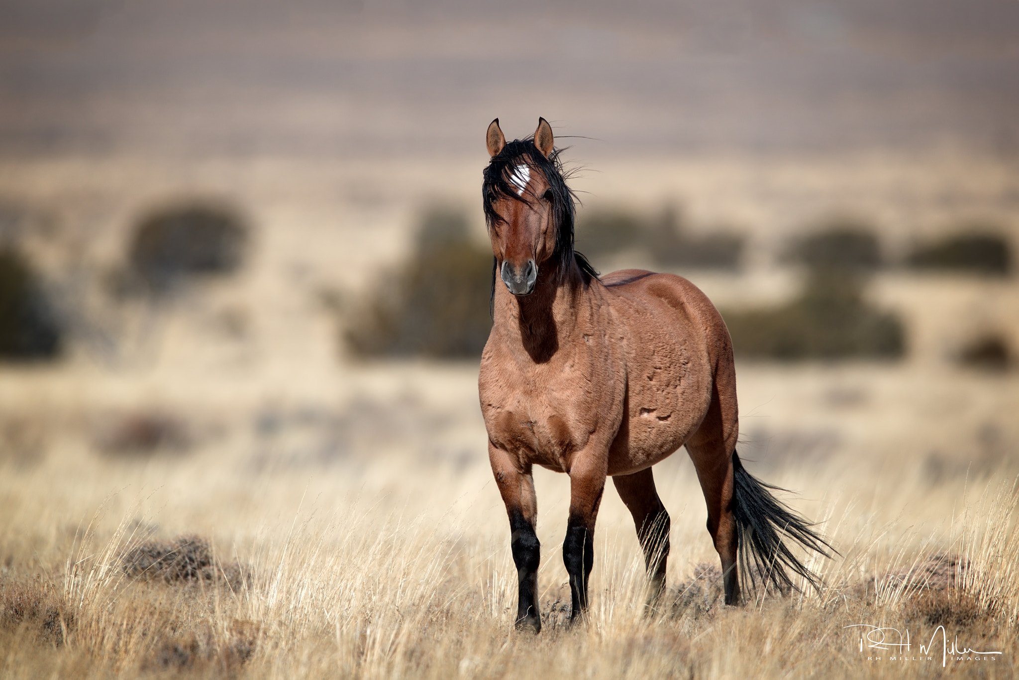 Canon EF 600mm F4L IS II USM sample photo. The stallion photography