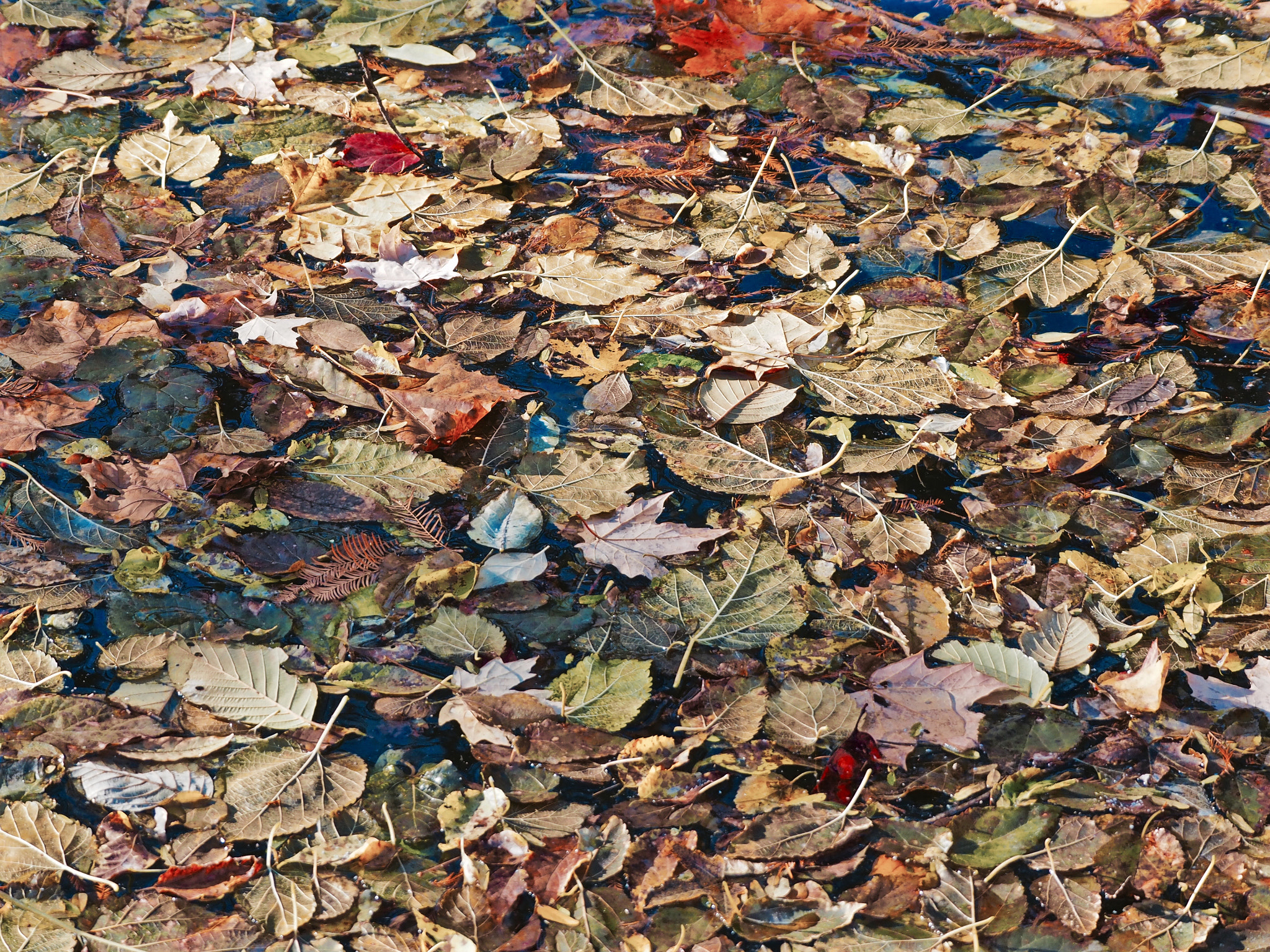 Olympus OM-D E-M5 II sample photo. Creek canvas photography
