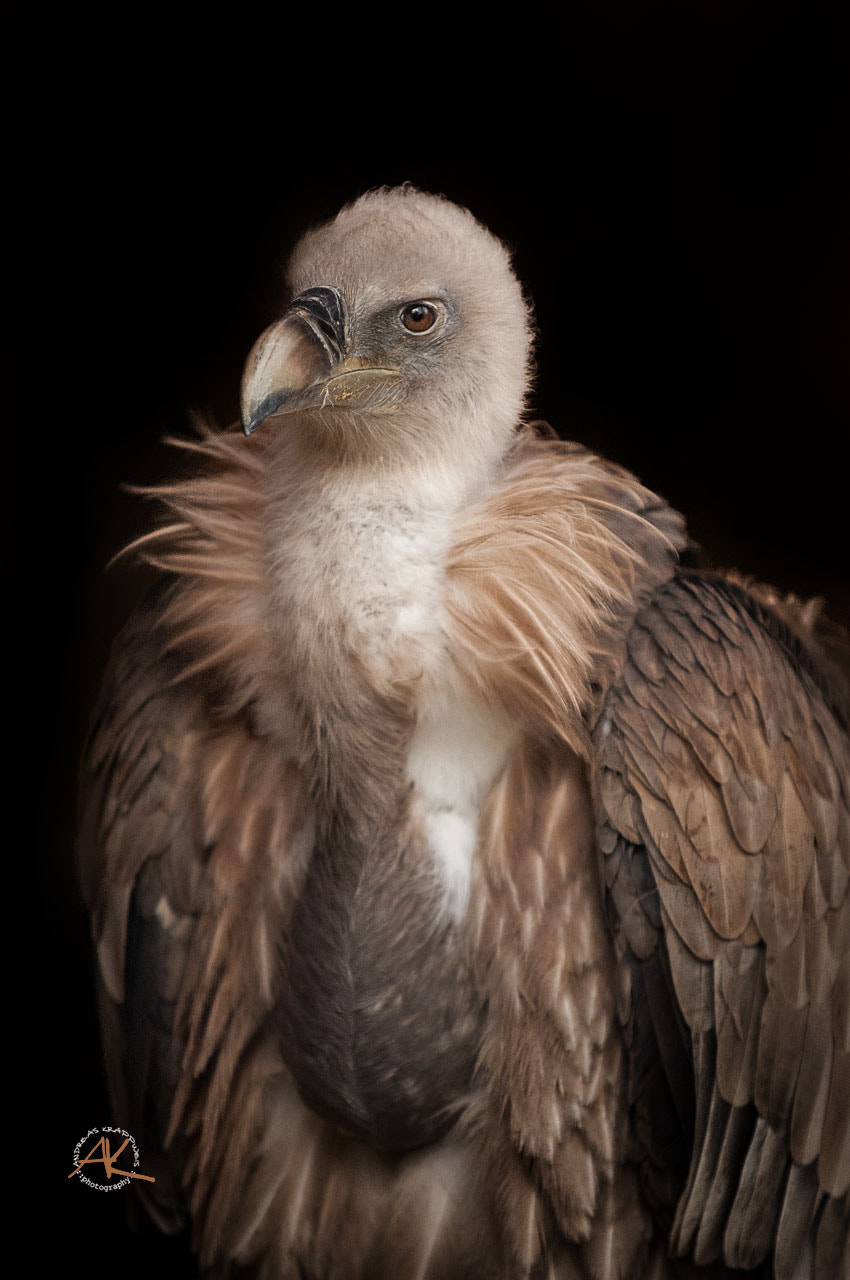 Nikon D2X sample photo. Willi the vulture photography