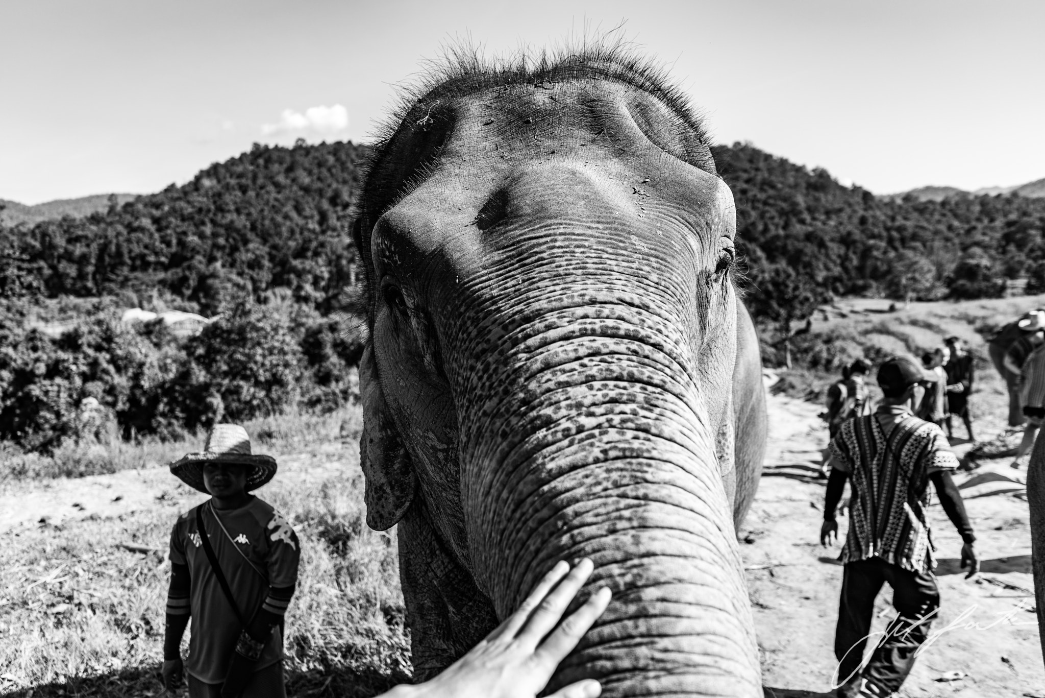 Sony a7R + Sony FE 28mm F2 sample photo. Save the elephants photography