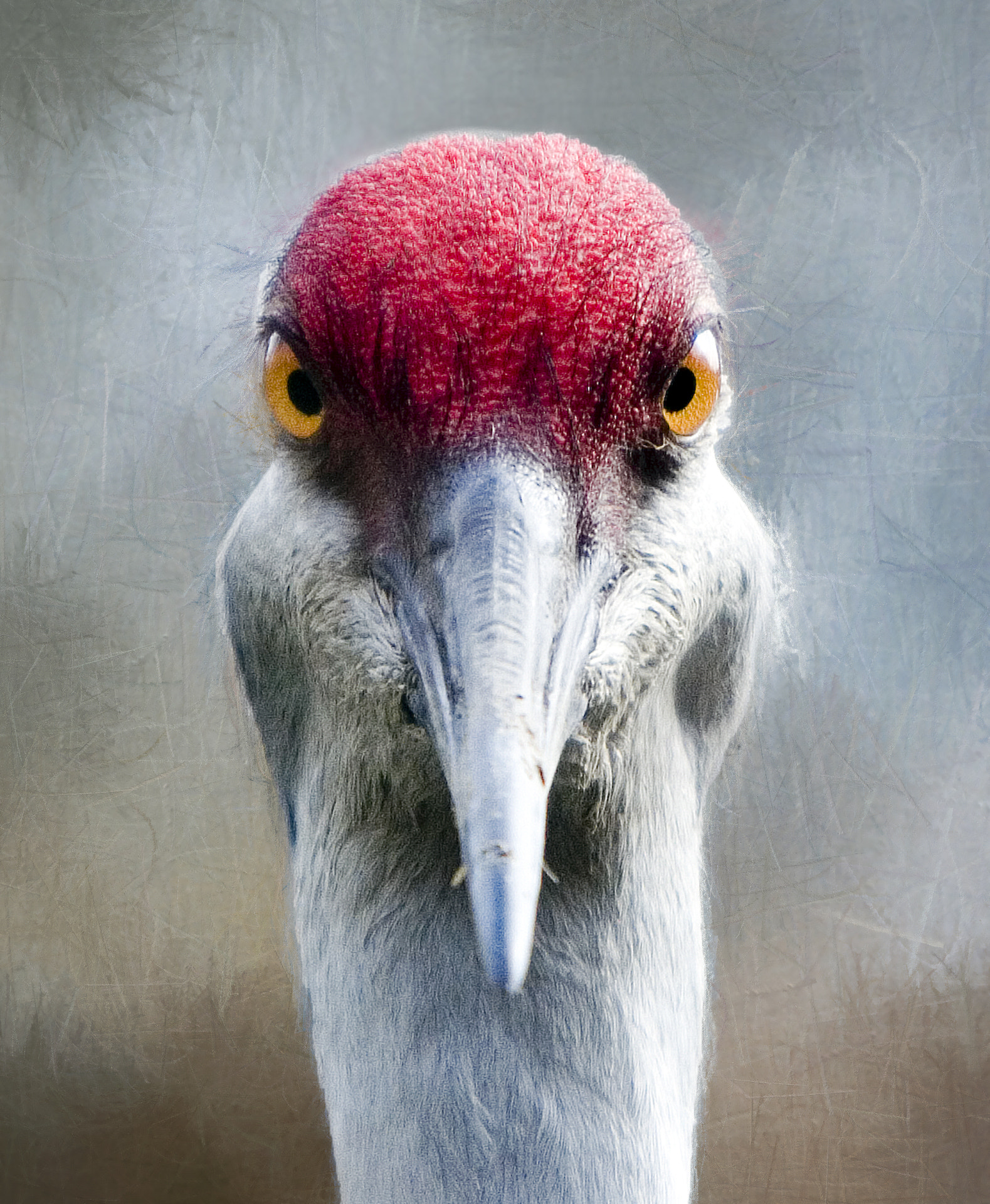 Canon EOS 30D sample photo. Sandhill crane - the look! photography