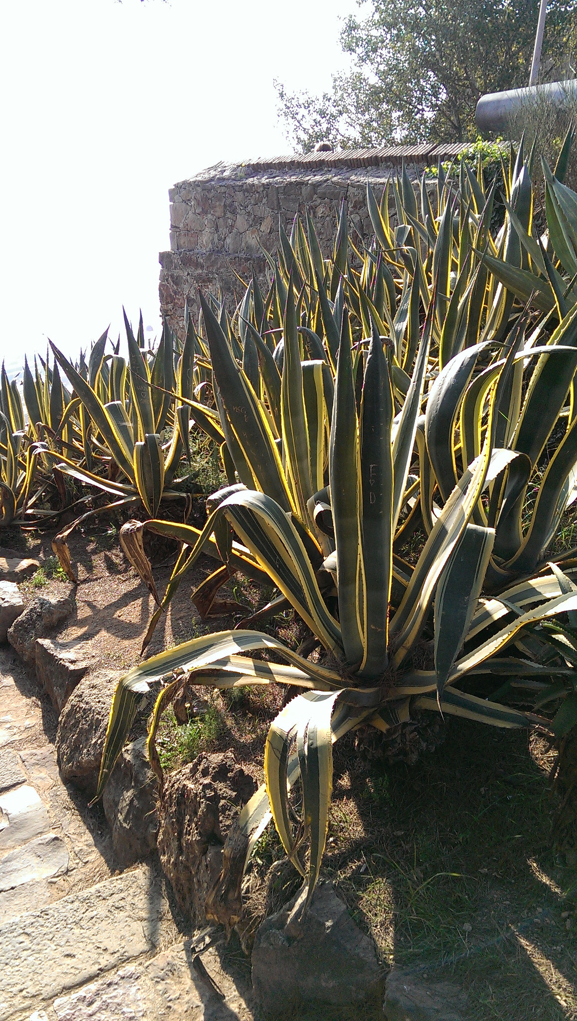 HTC ONE GOOGLE PLAY EDITION sample photo. True nature ❤♏ photography