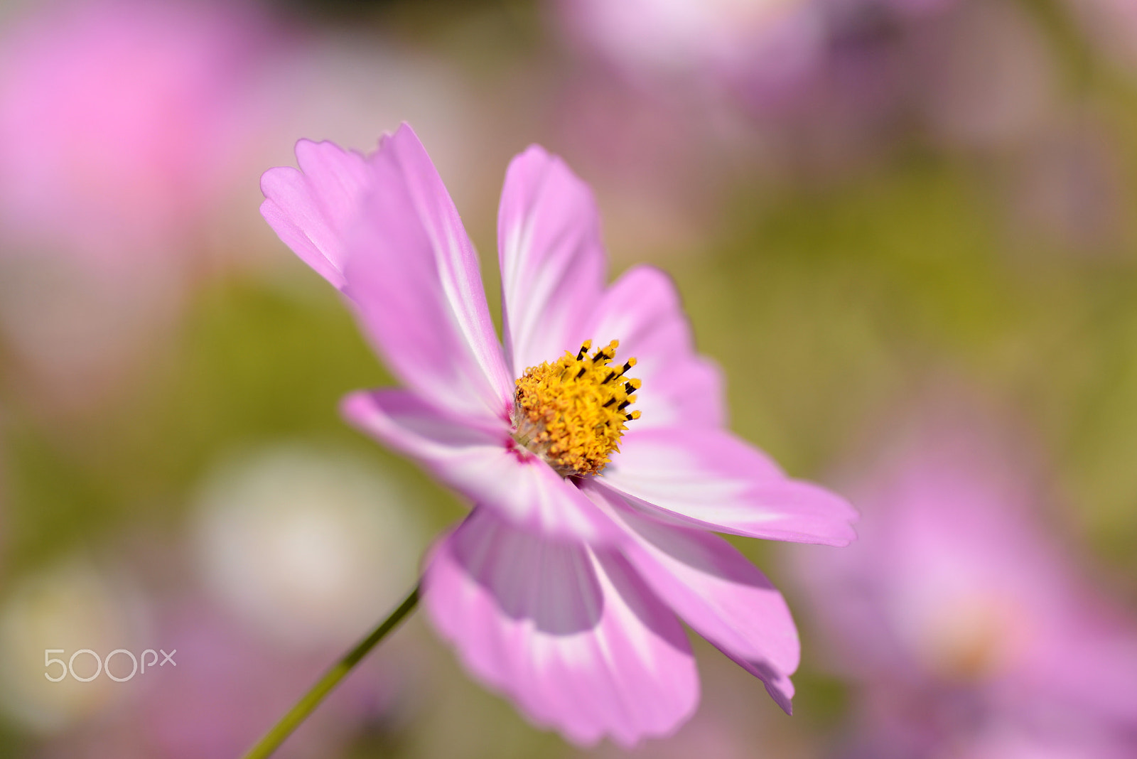 Nikon D600 sample photo. Memories of cosmos. photography
