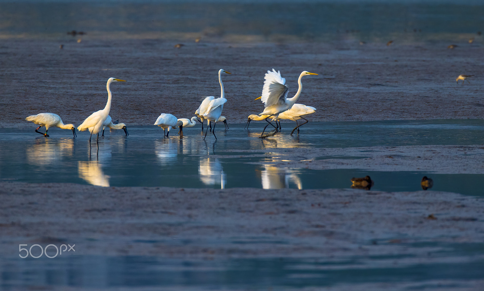 Canon EF 800mm F5.6L IS USM sample photo. Busy time photography