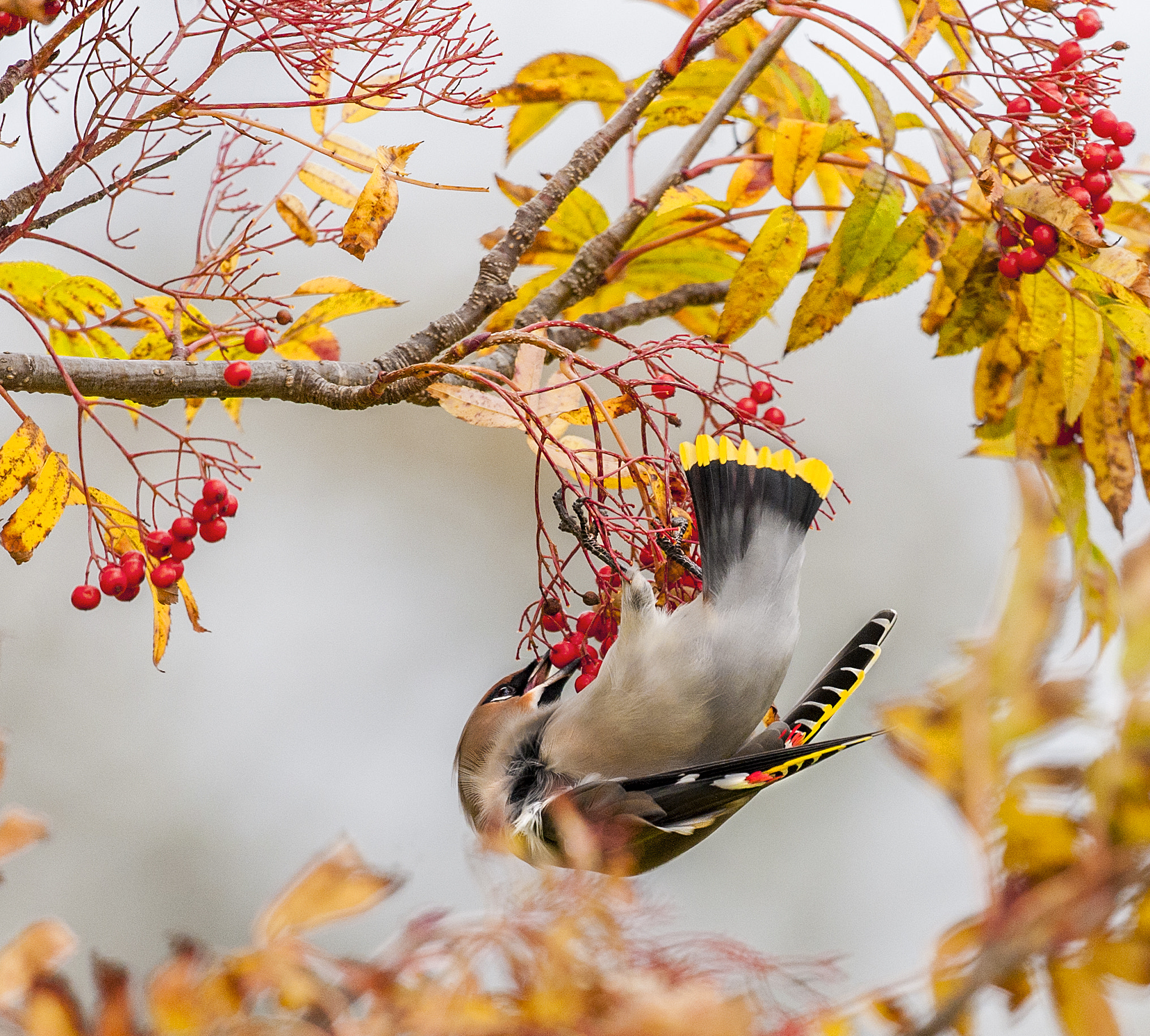 Nikon D700 + Nikon AF-S Nikkor 500mm F4G ED VR sample photo. Waxwing photography