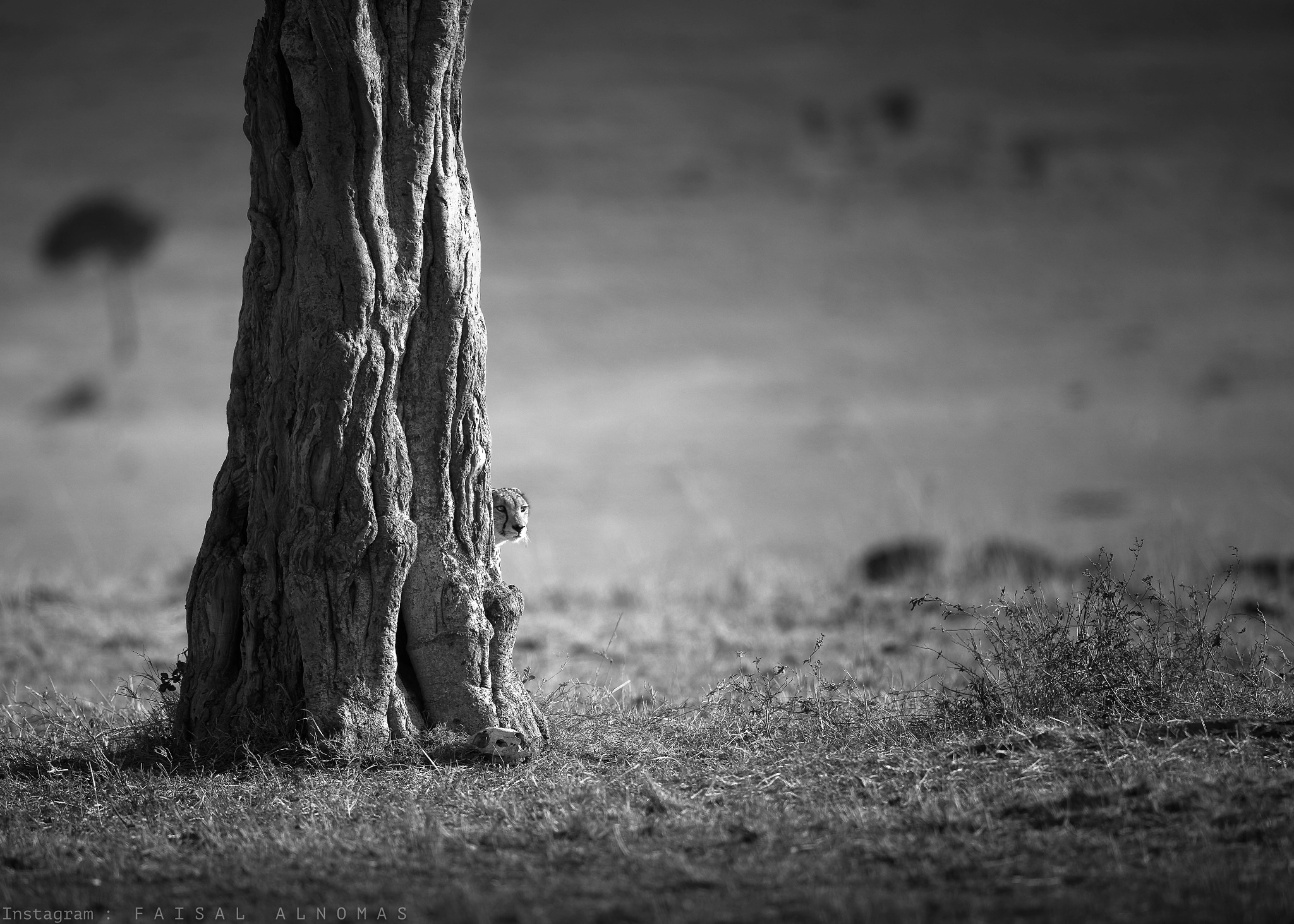 Canon EF 500mm F4L IS II USM sample photo. Watching for hunting photography