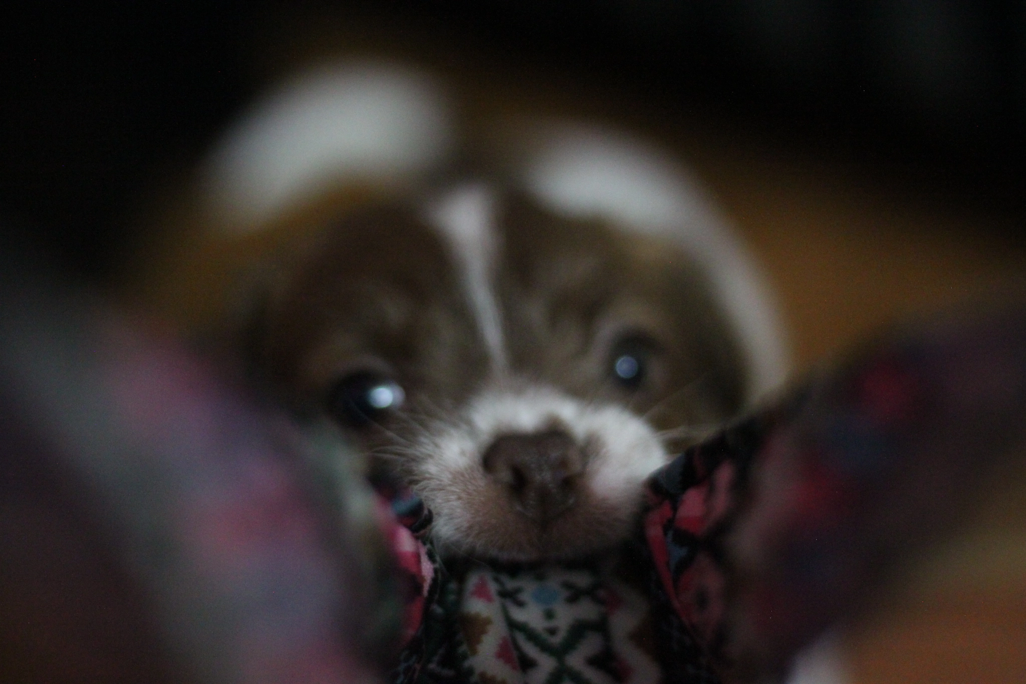 Canon EOS 500D (EOS Rebel T1i / EOS Kiss X3) sample photo. . photography