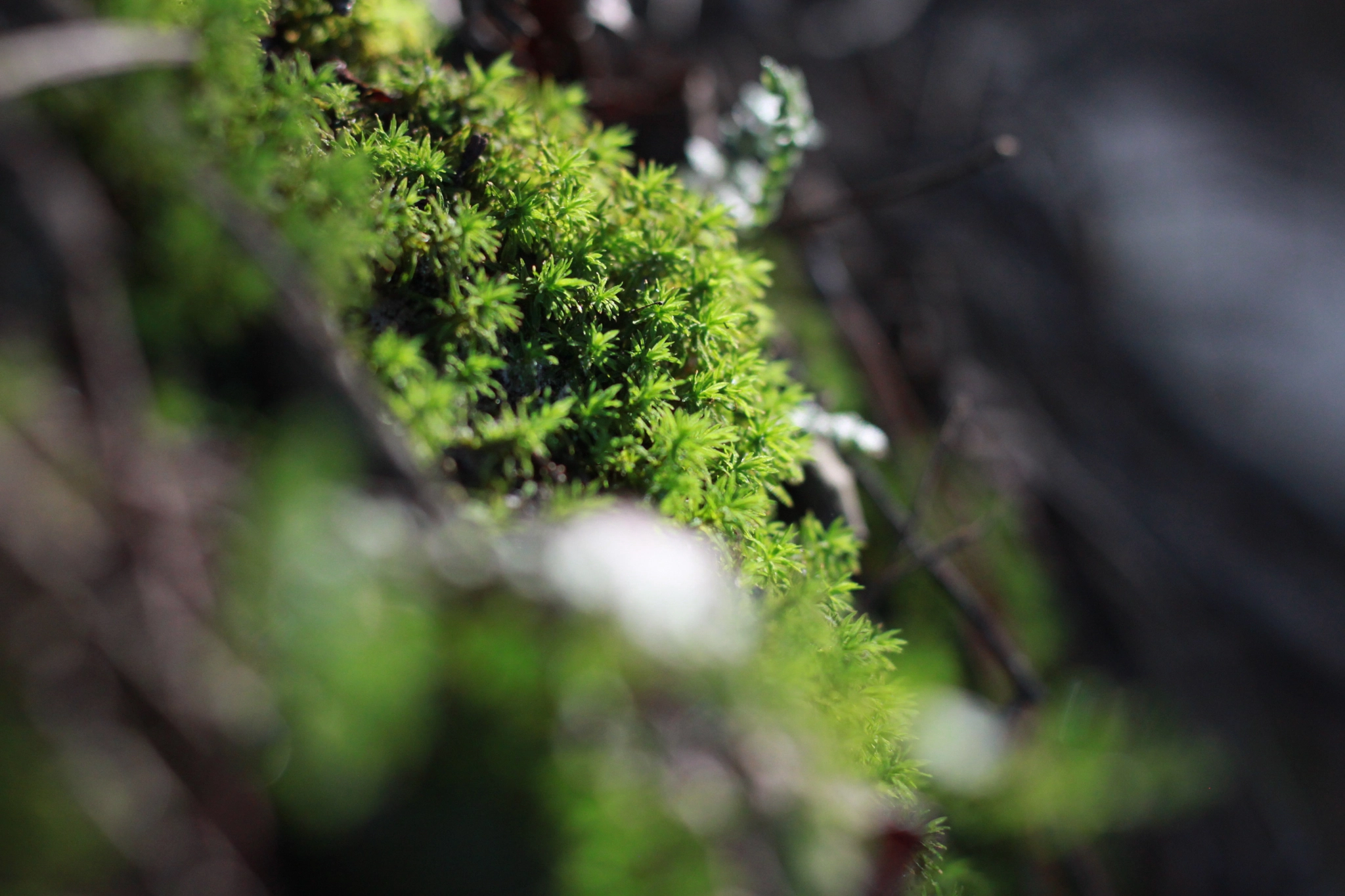 Canon EOS 500D (EOS Rebel T1i / EOS Kiss X3) sample photo. . photography