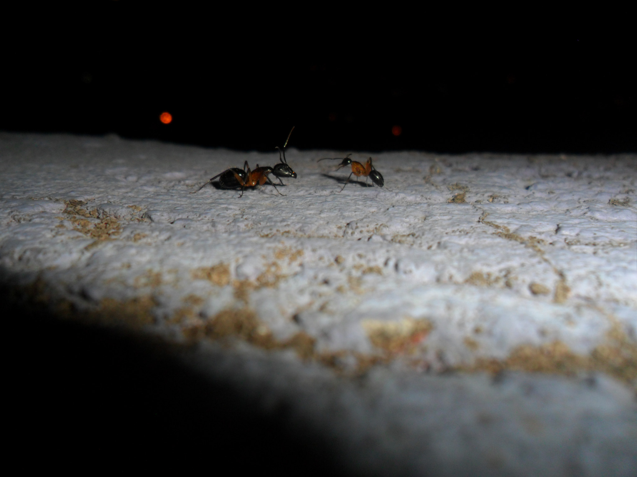 Samsung PL20,PL21 / VLUU PL20,PL21 sample photo. Nocturnas photography
