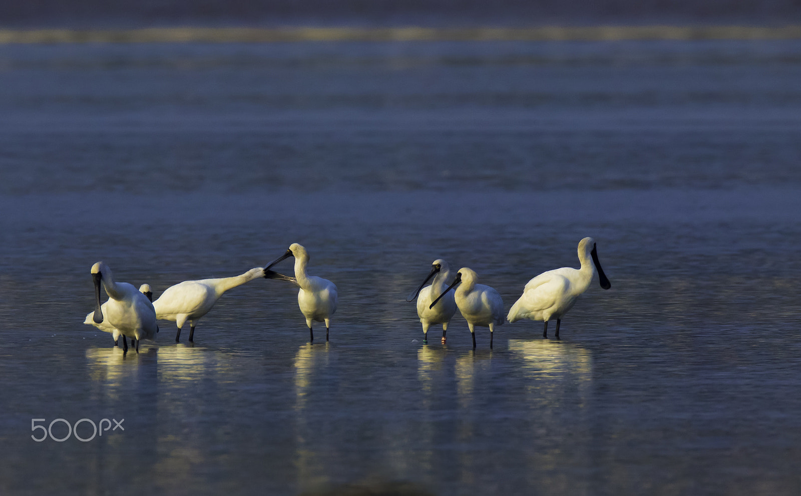 Canon EF 800mm F5.6L IS USM sample photo. Love touching photography