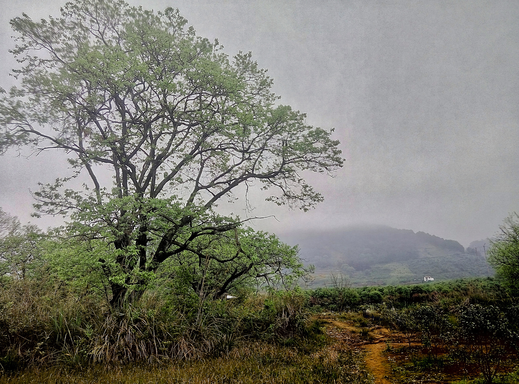 Meizu m1 note sample photo. Tree photography
