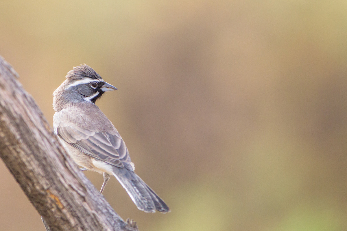 Canon EOS 7D sample photo. Black-throated sparrow photography