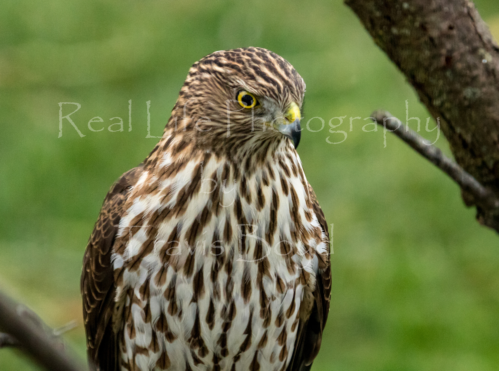 Canon EF 100-400mm F4.5-5.6L IS USM sample photo. Coopers hawk photography