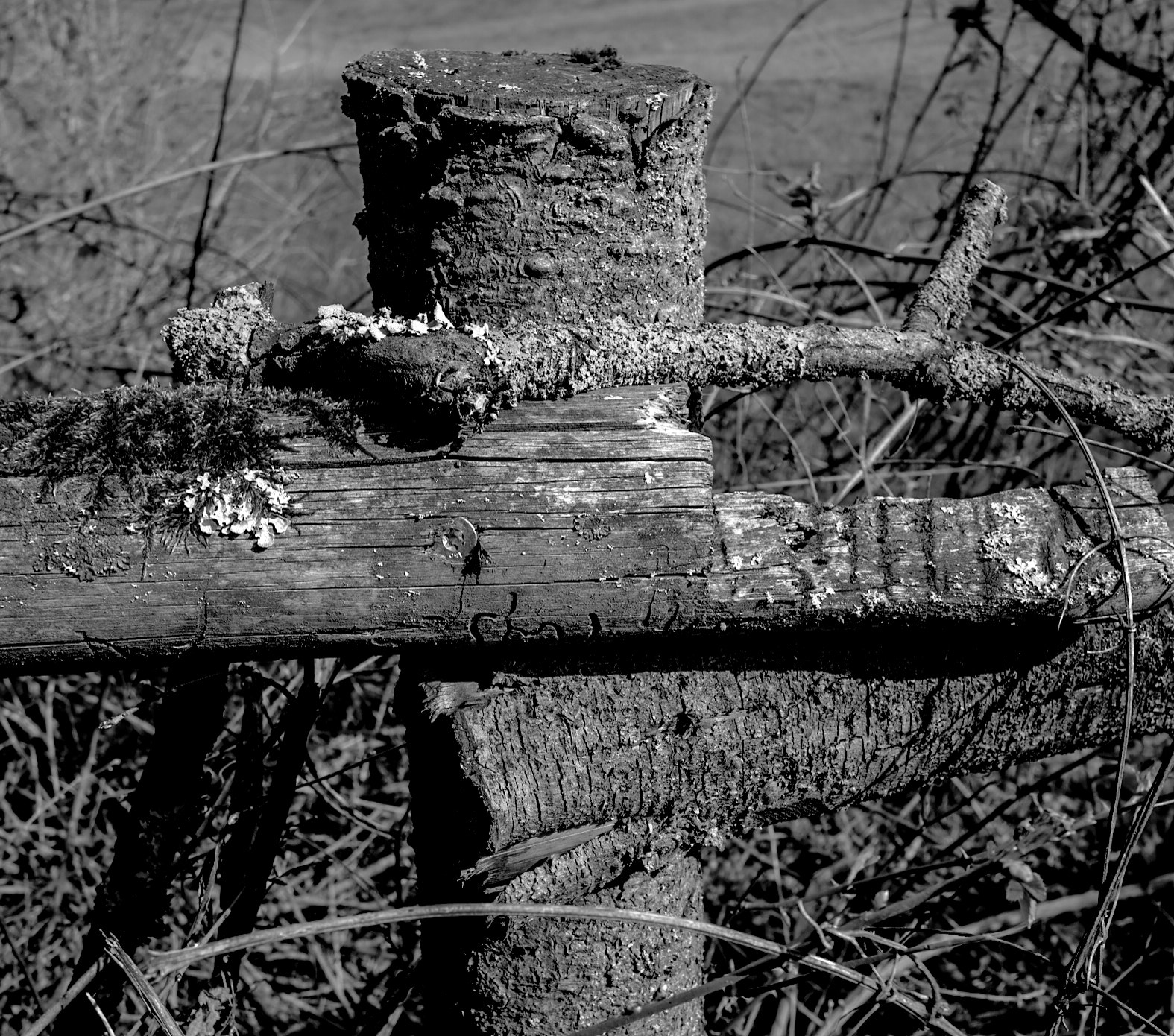 Sigma DP1s sample photo. Zaunpfosten photography