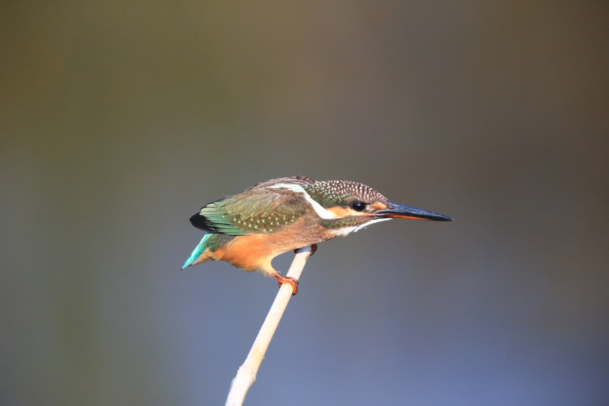 Canon EF 600mm F4L IS II USM sample photo. 113 photography