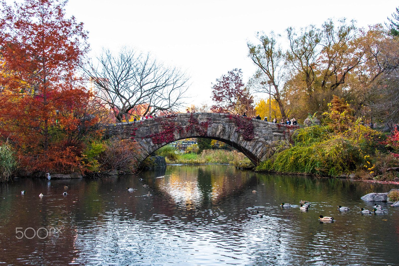 Nikon D500 sample photo. Central park photography