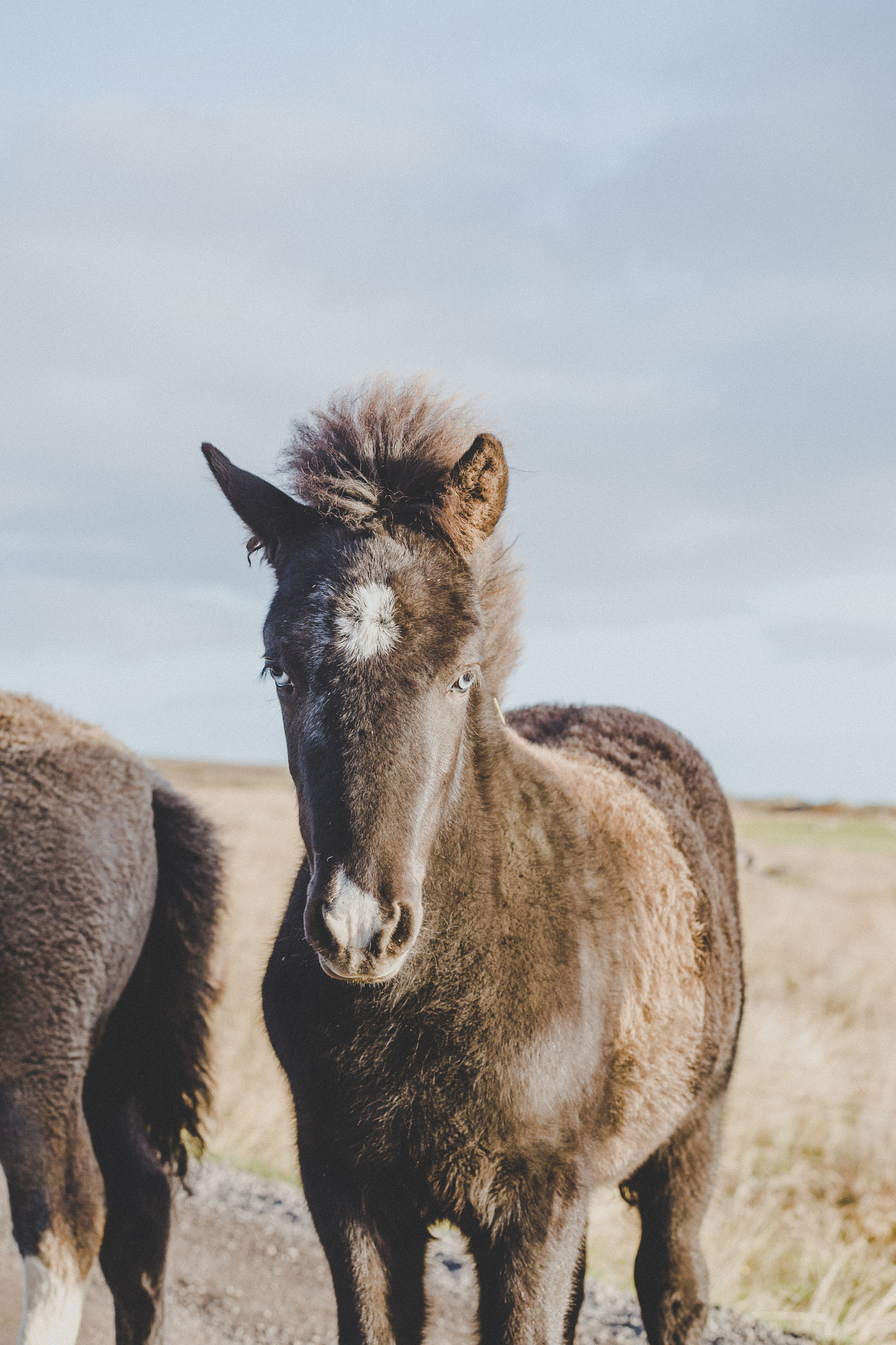 Canon EOS 6D + Tamron SP AF 70-200mm F2.8 Di LD (IF) MACRO sample photo. Blue eyed foal photography