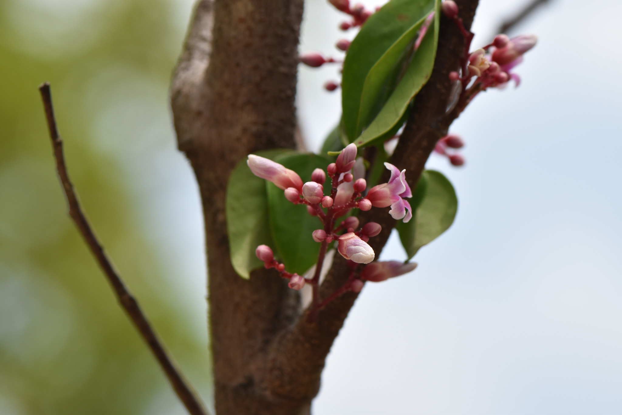 Nikon AF-S Micro-Nikkor 105mm F2.8G IF-ED VR sample photo