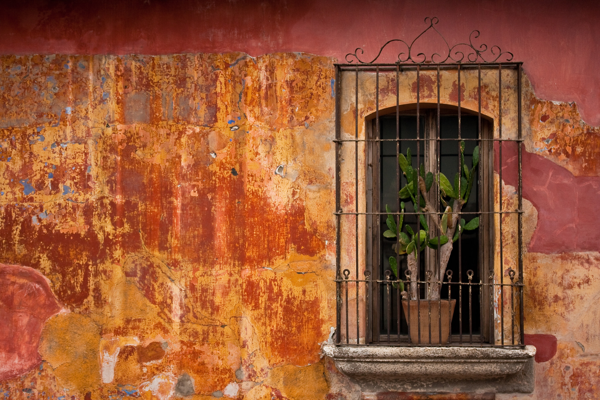 Canon EF-S 60mm F2.8 Macro USM sample photo. Red wall // cactus photography